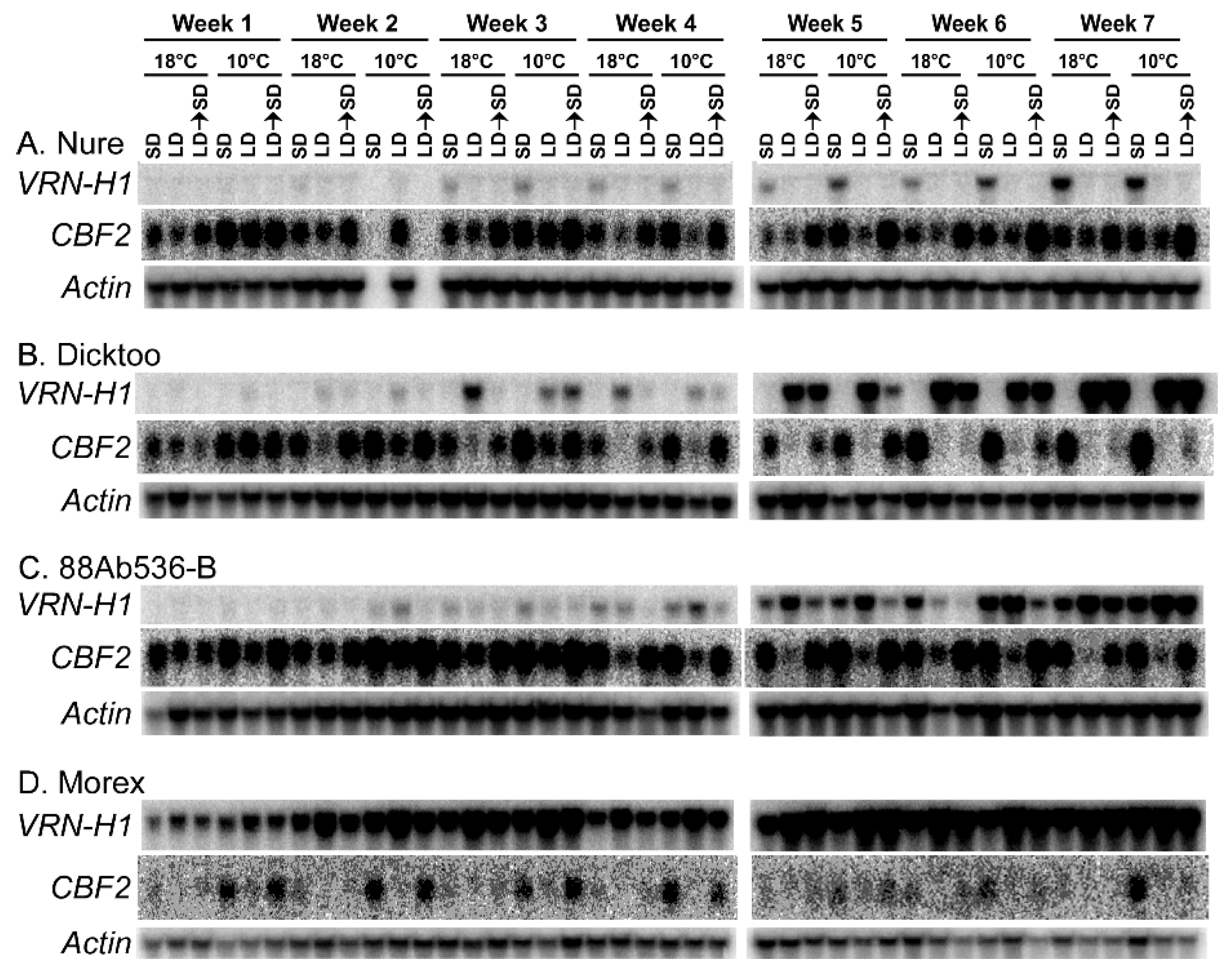 Plants 10 01415 g006 Plants 10 01415 g006