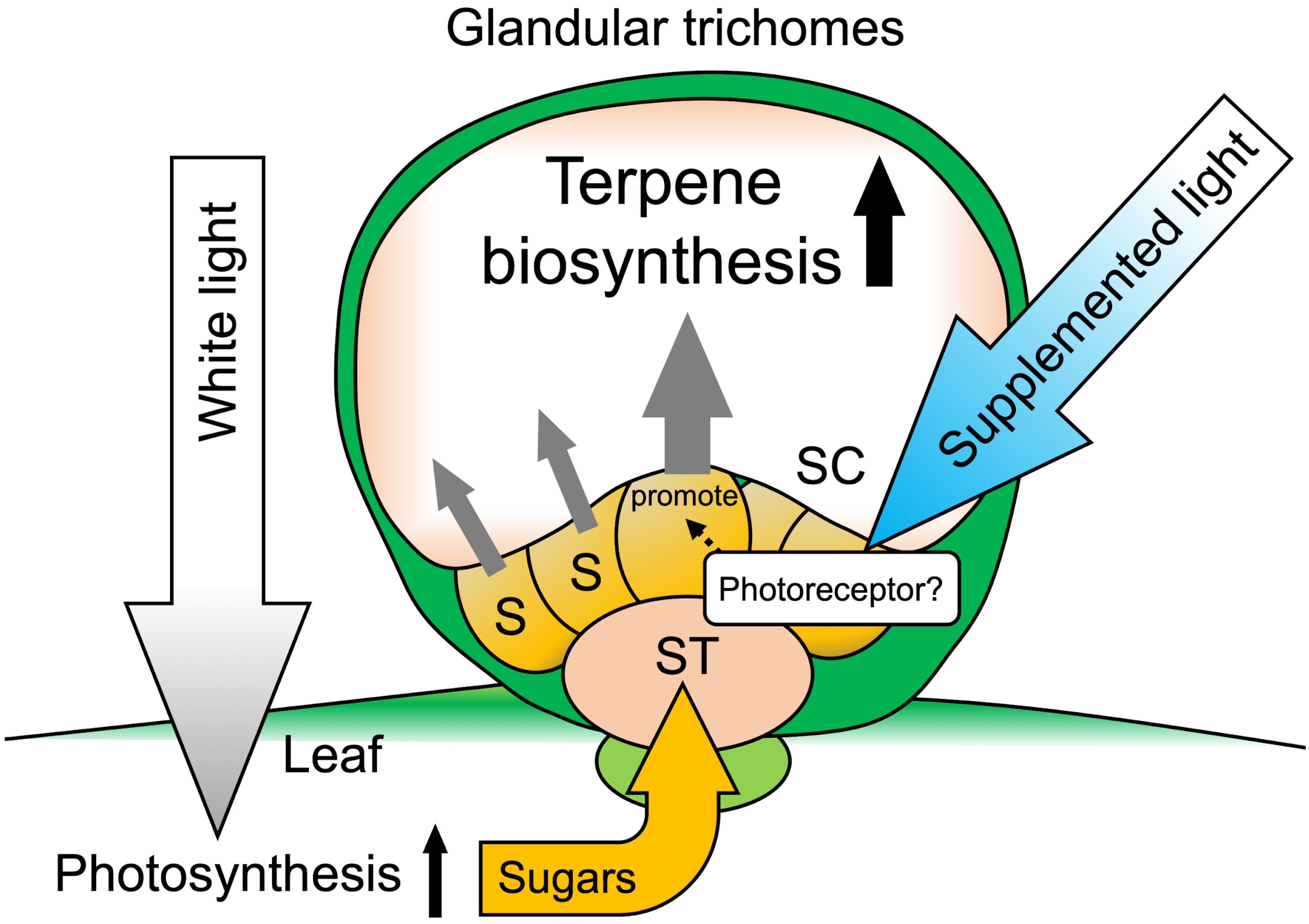 Plants 10 01420 g007