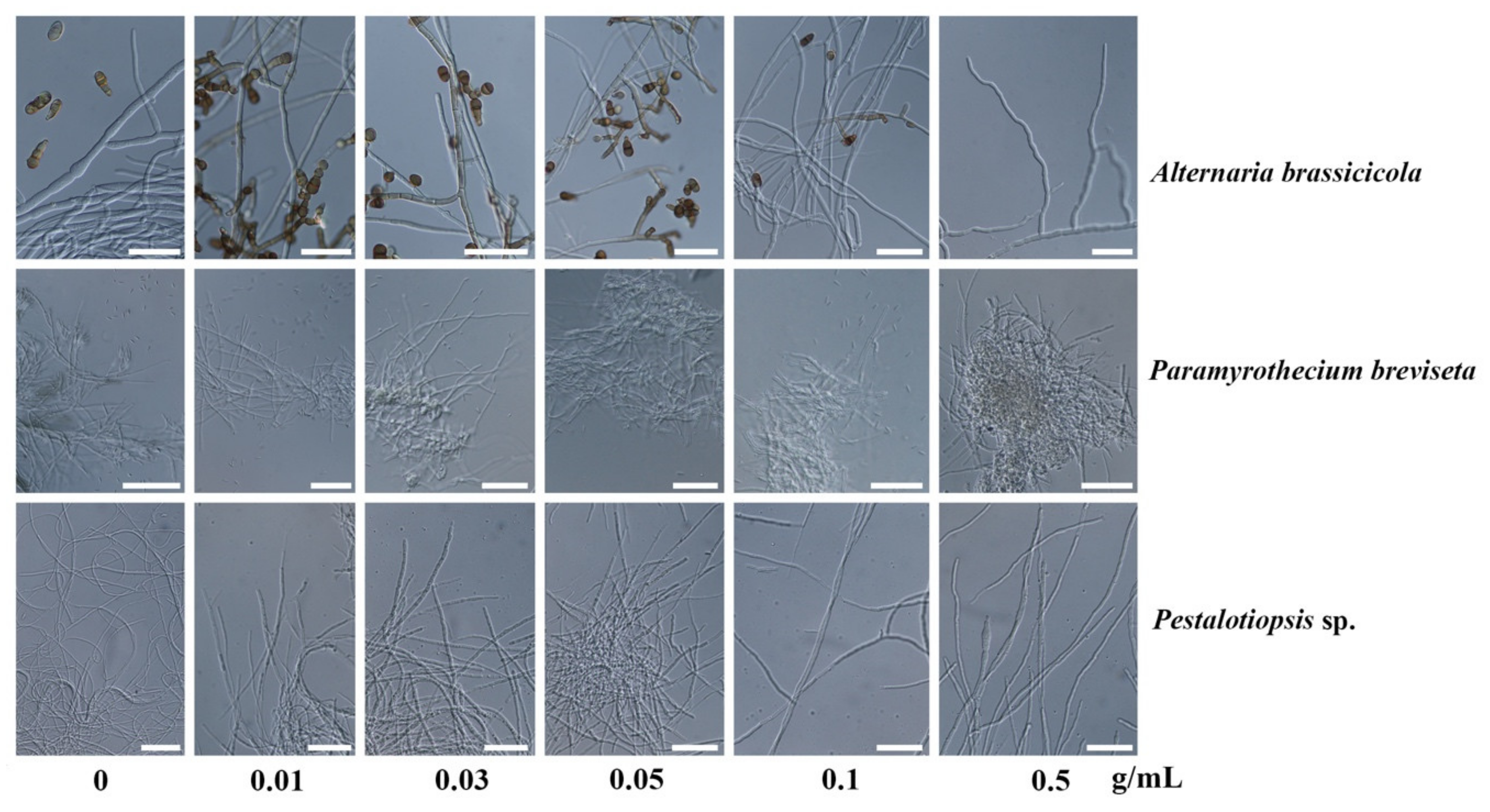 Plants 10 01422 g004 Plants 10 01422 g004