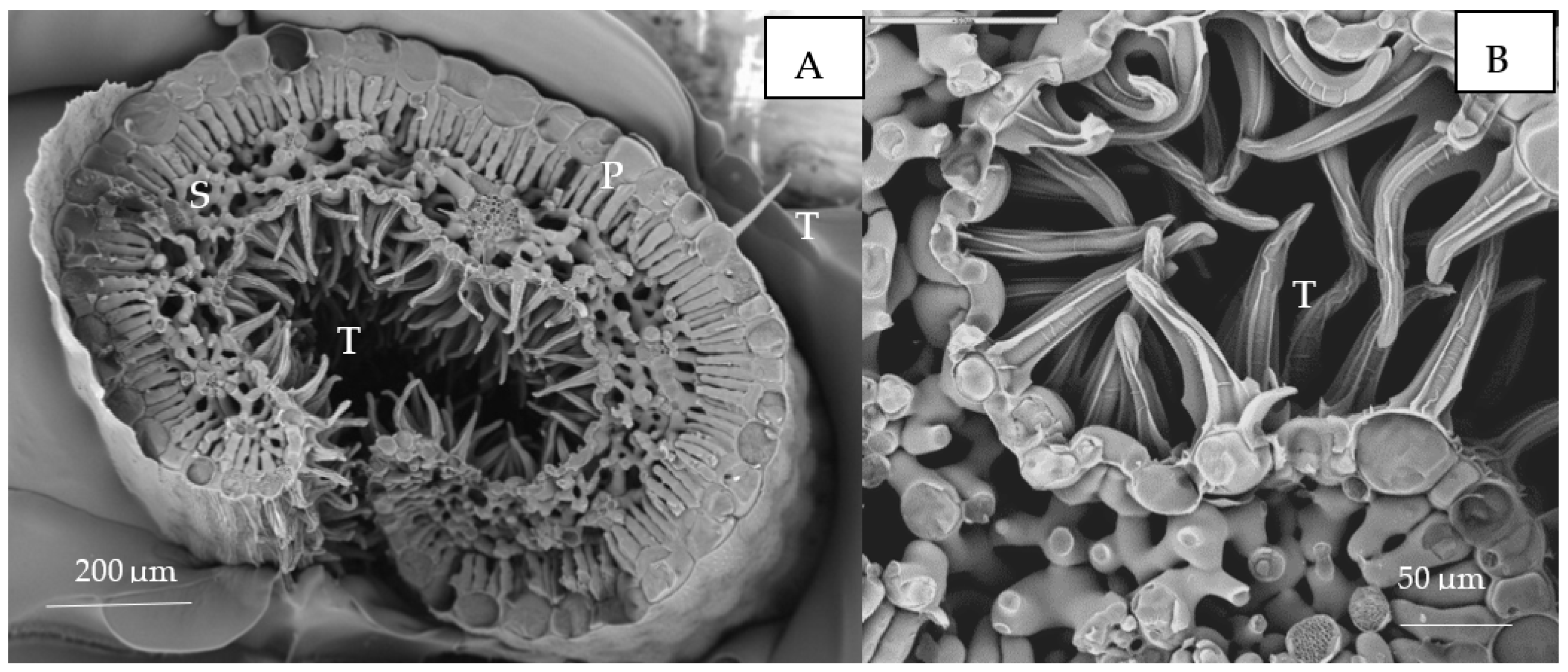 Plants 10 01428 g004 550