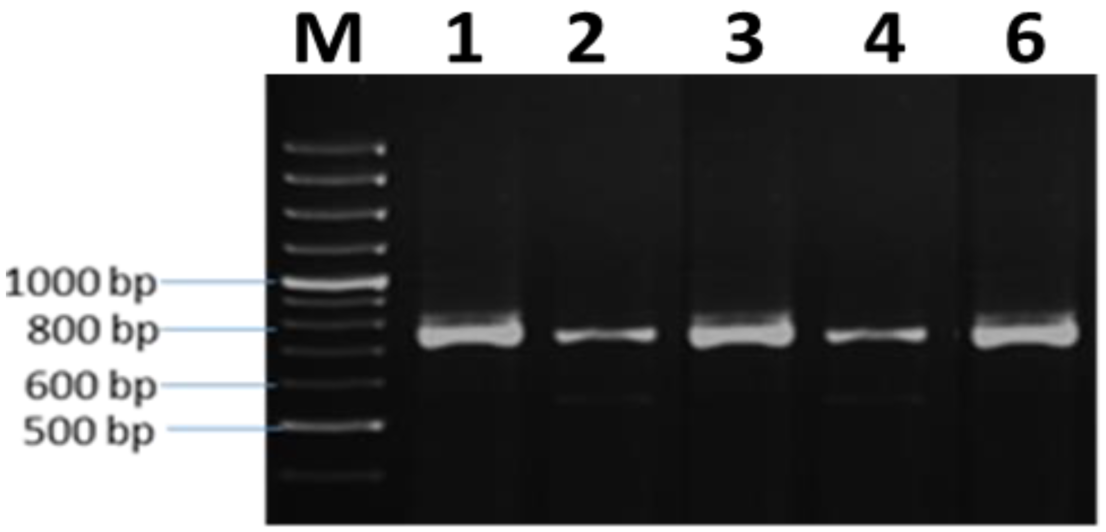 Plants 10 01431 g002