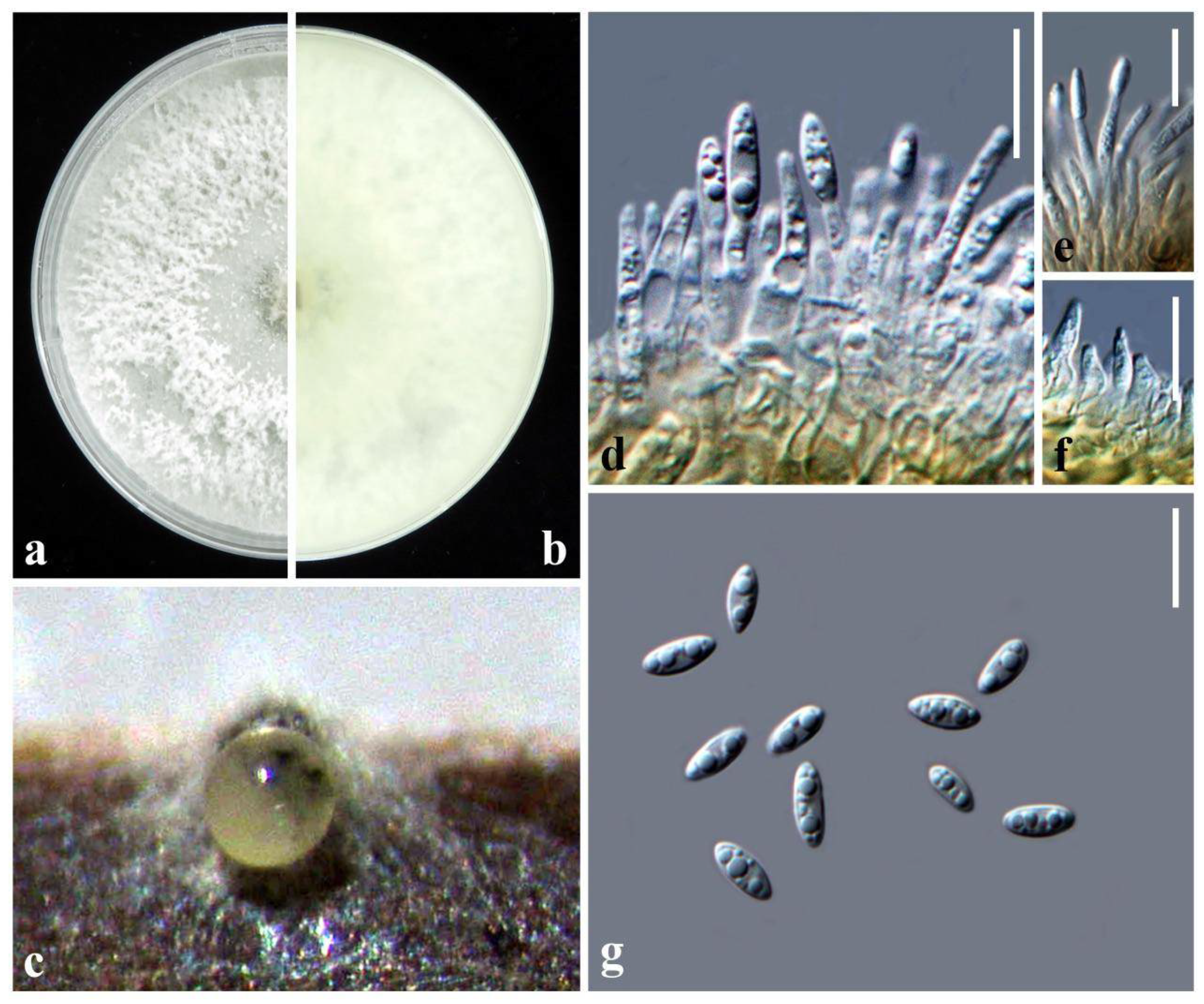 Plants 10 01434 g003 550