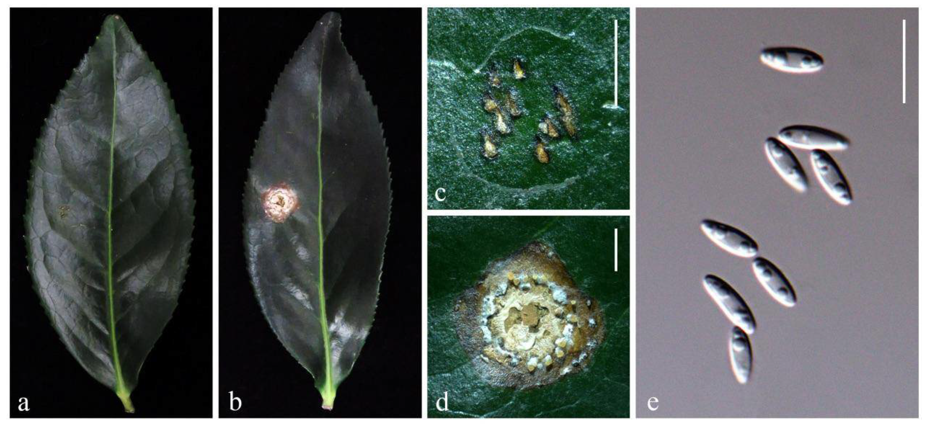 Plants 10 01434 g007 550