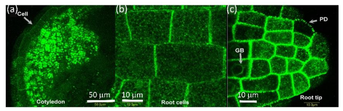 Plants 10 01442 g003