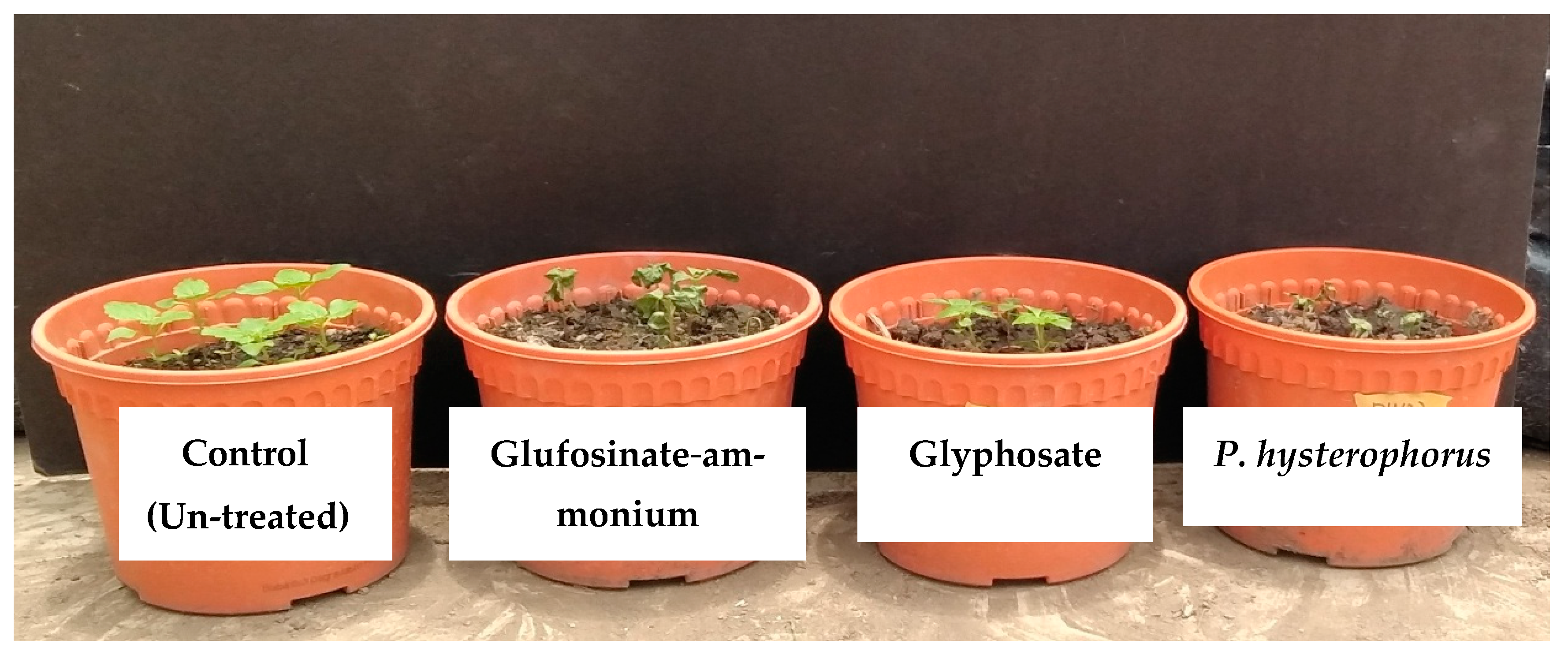 Plants 10 01445 g004