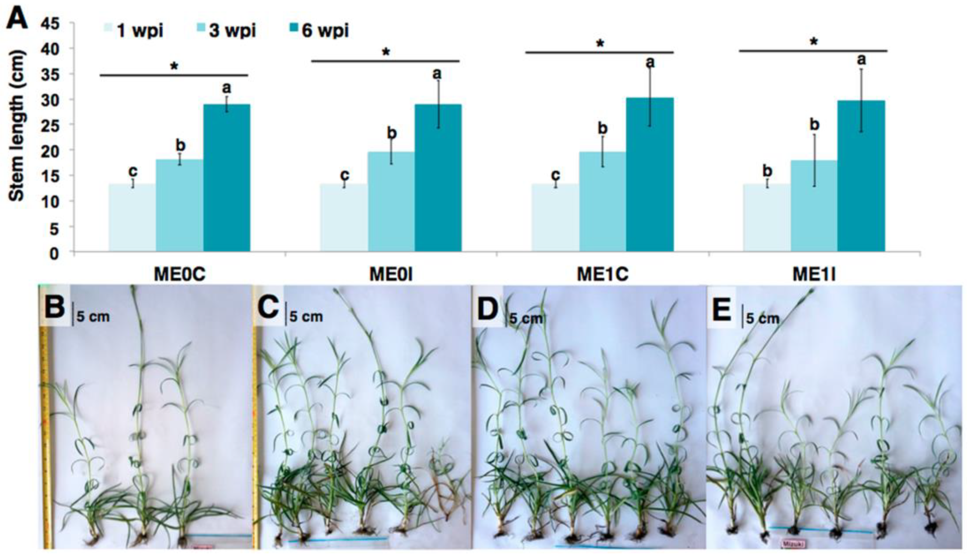 Plants 10 01447 g002 Plants 10 01447 g002