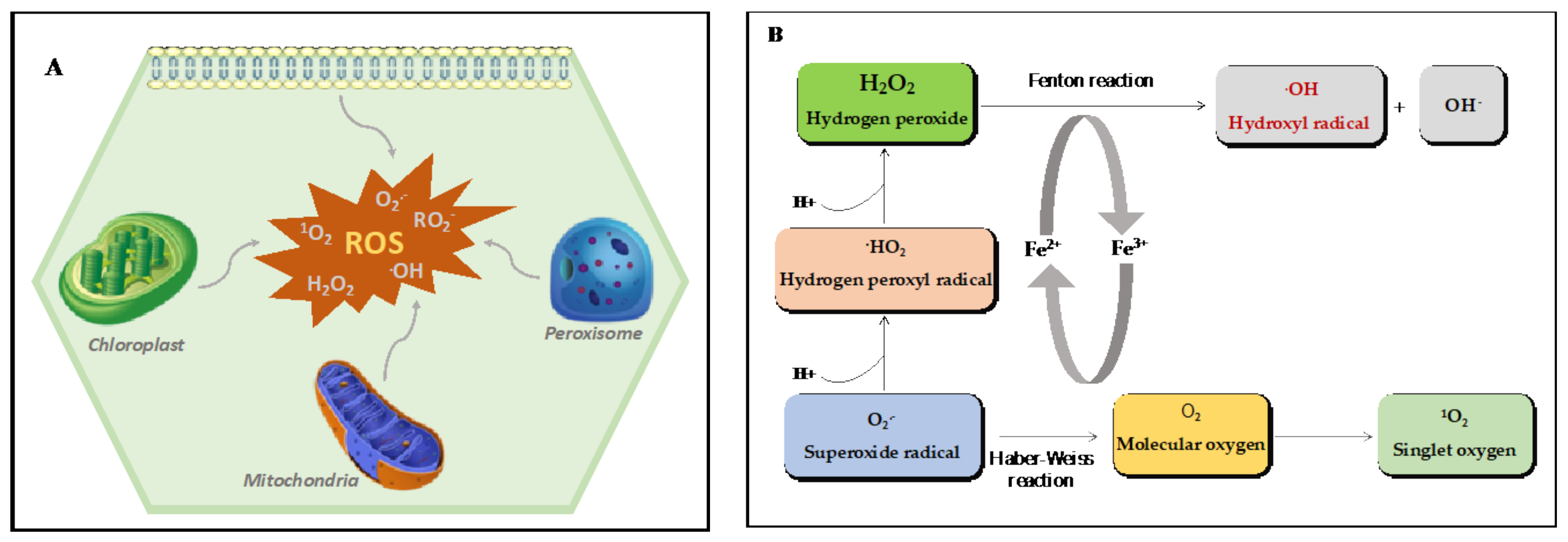 Plants 10 01451 g001