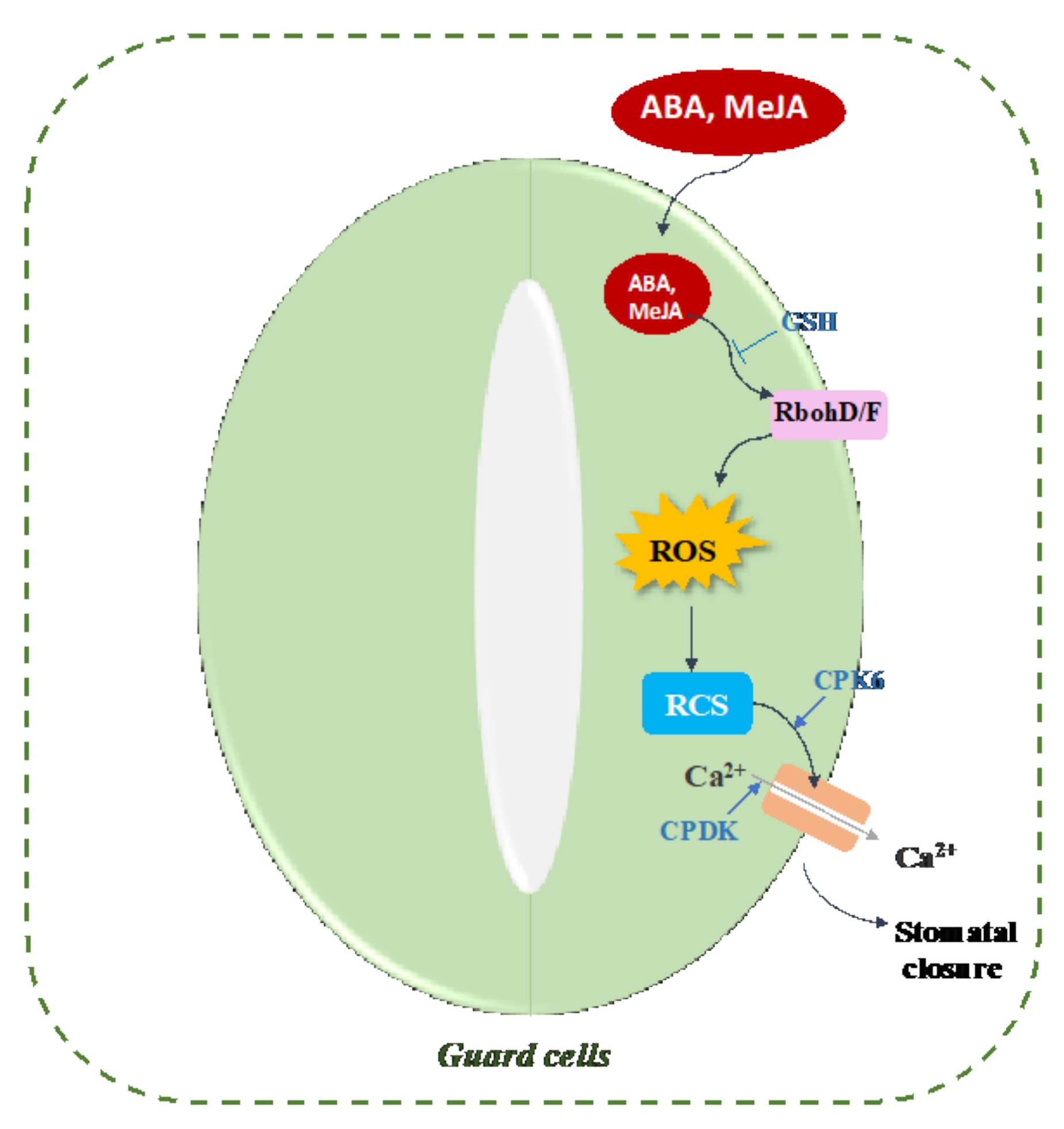 Plants 10 01451 g005
