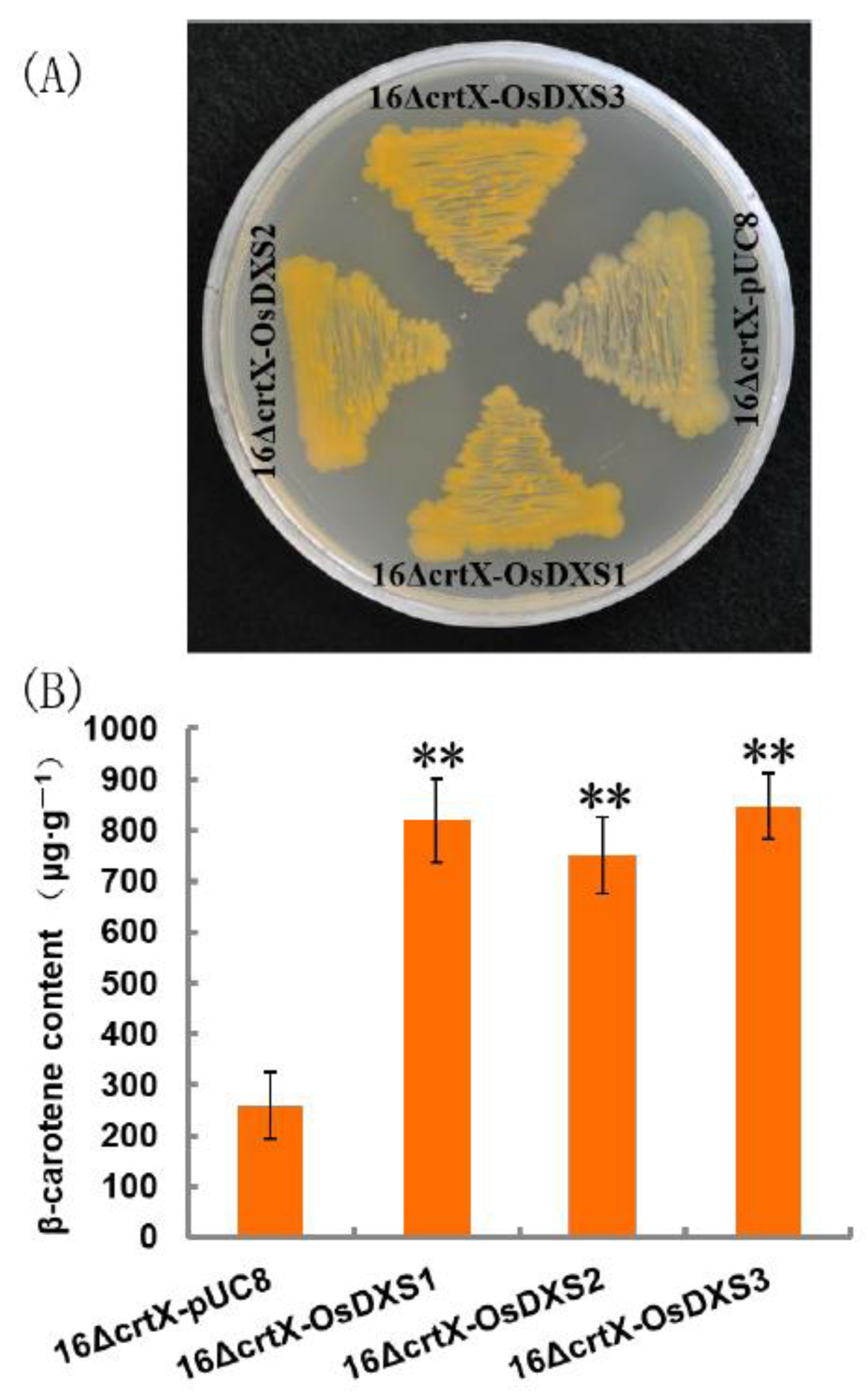Plants 10 01456 g002 550