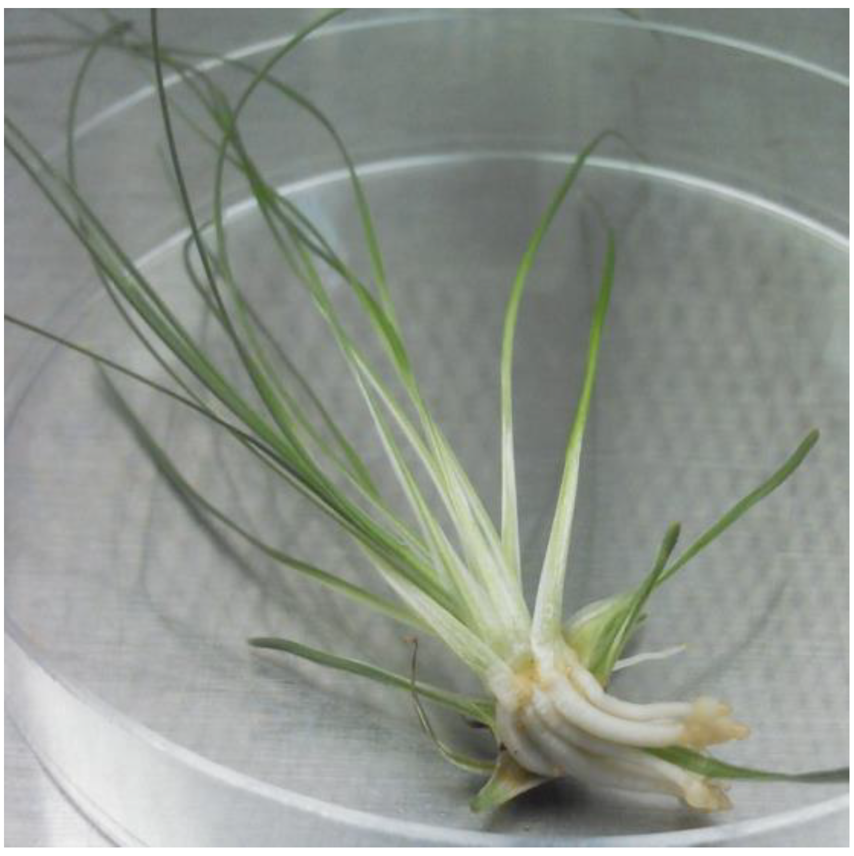 Plants 10 01462 g007