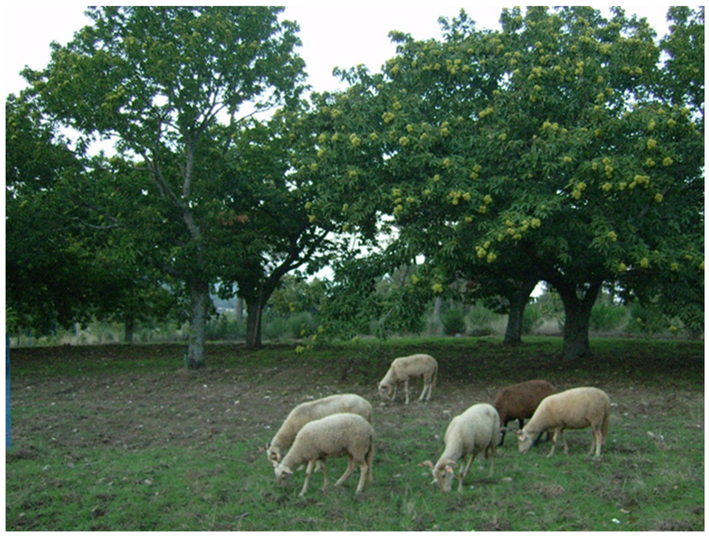 Plants 10 01463 g005 550