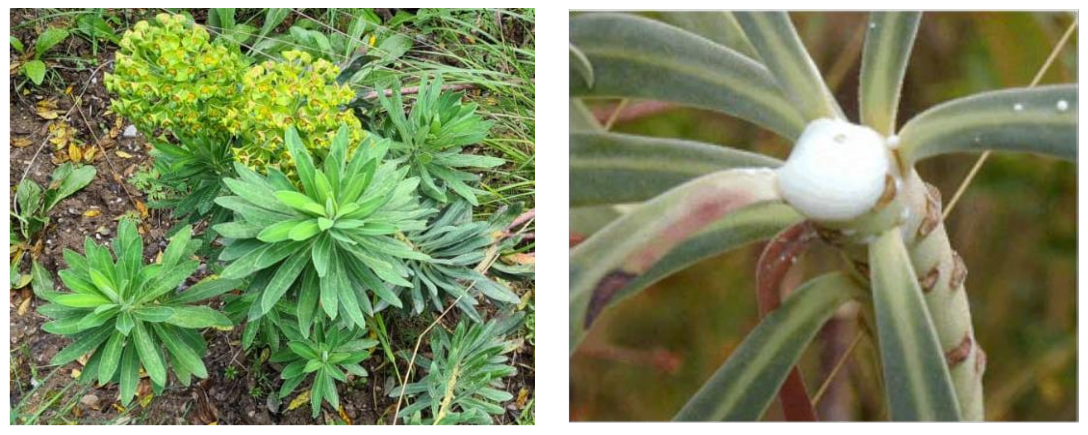 Plants 10 01468 g001 Plants 10 01468 g001