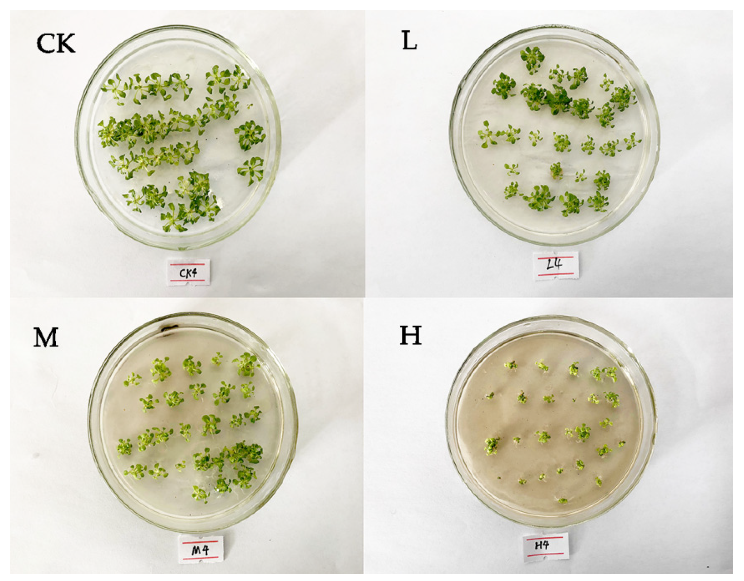 Plants 10 01473 g001