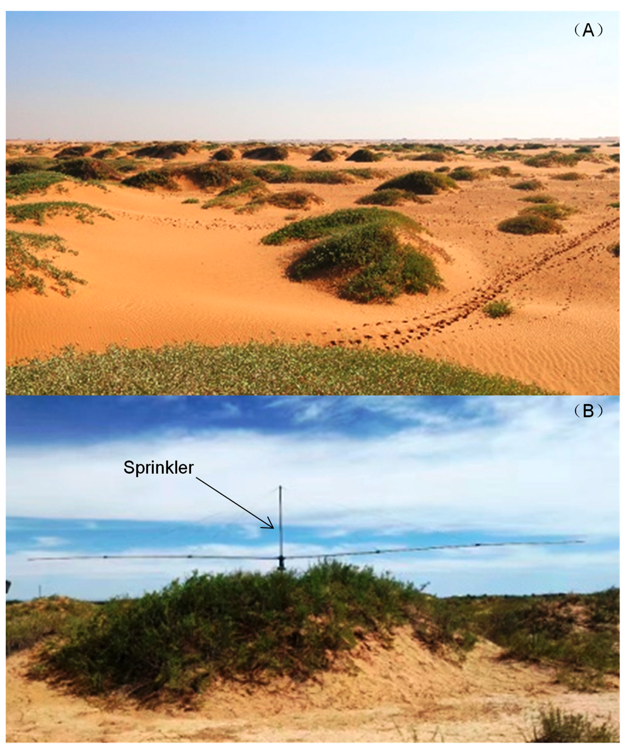 Plants 10 01474 g001 550