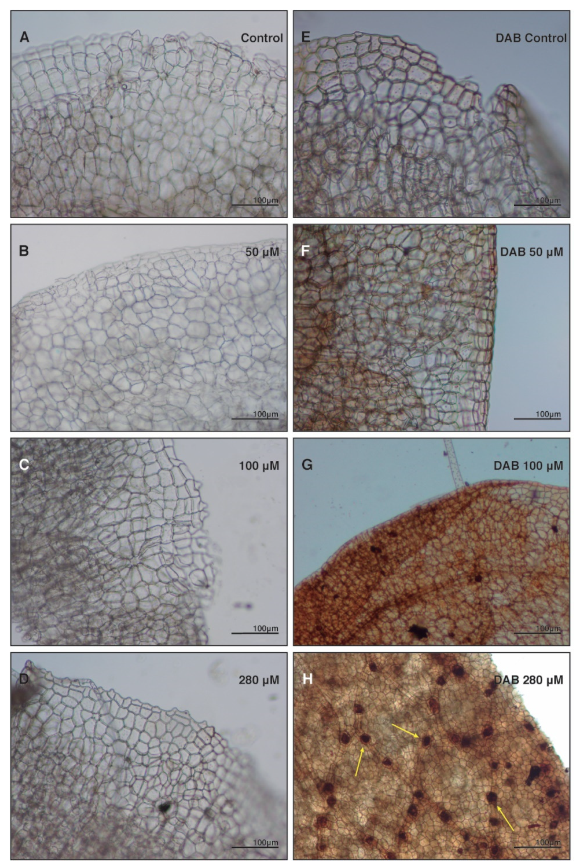 Plants 10 01478 g004