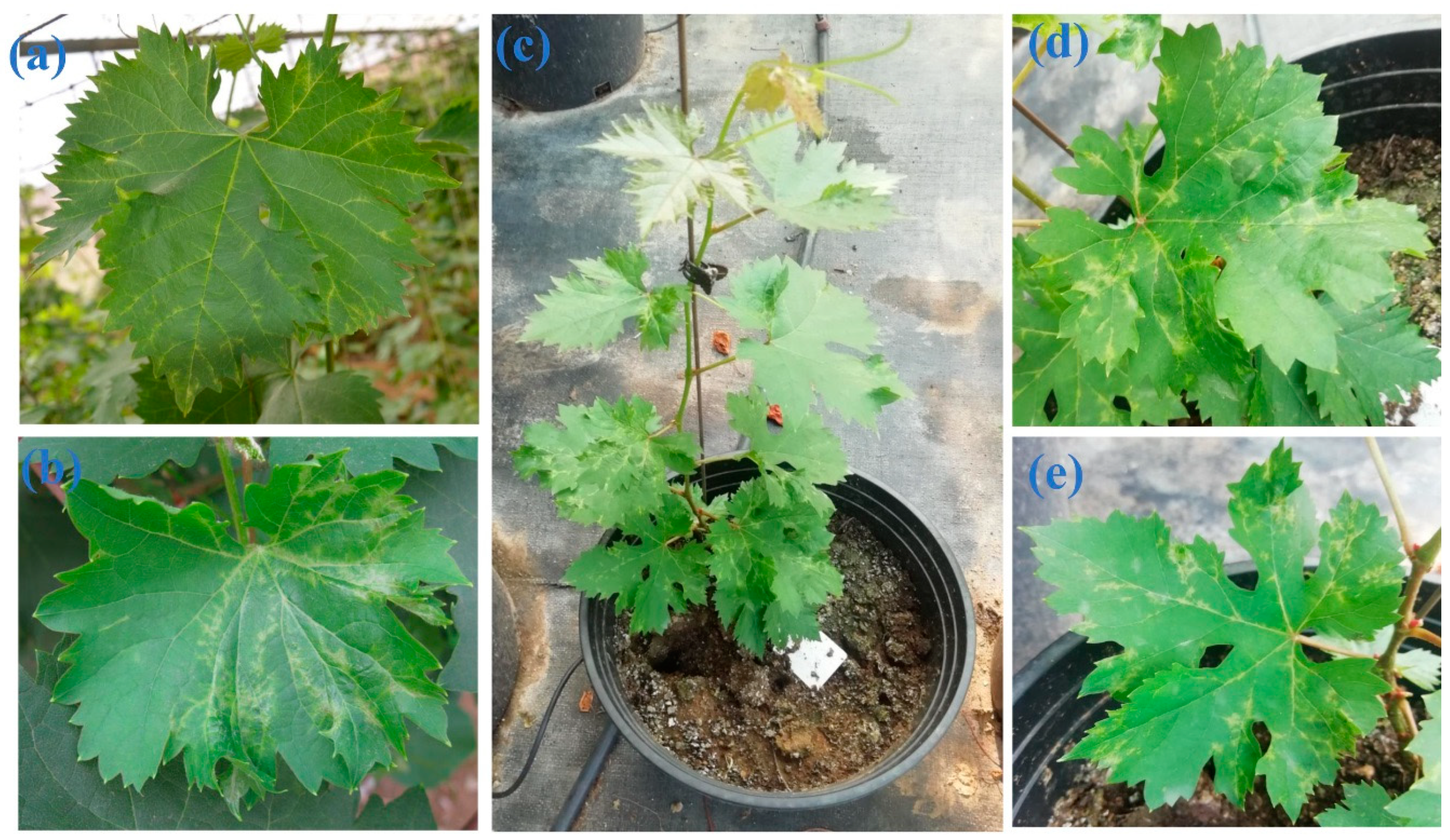 Plants 10 01487 g005