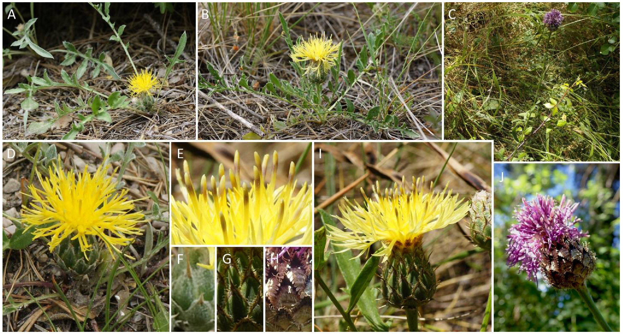 Plants 10 01492 g001 550