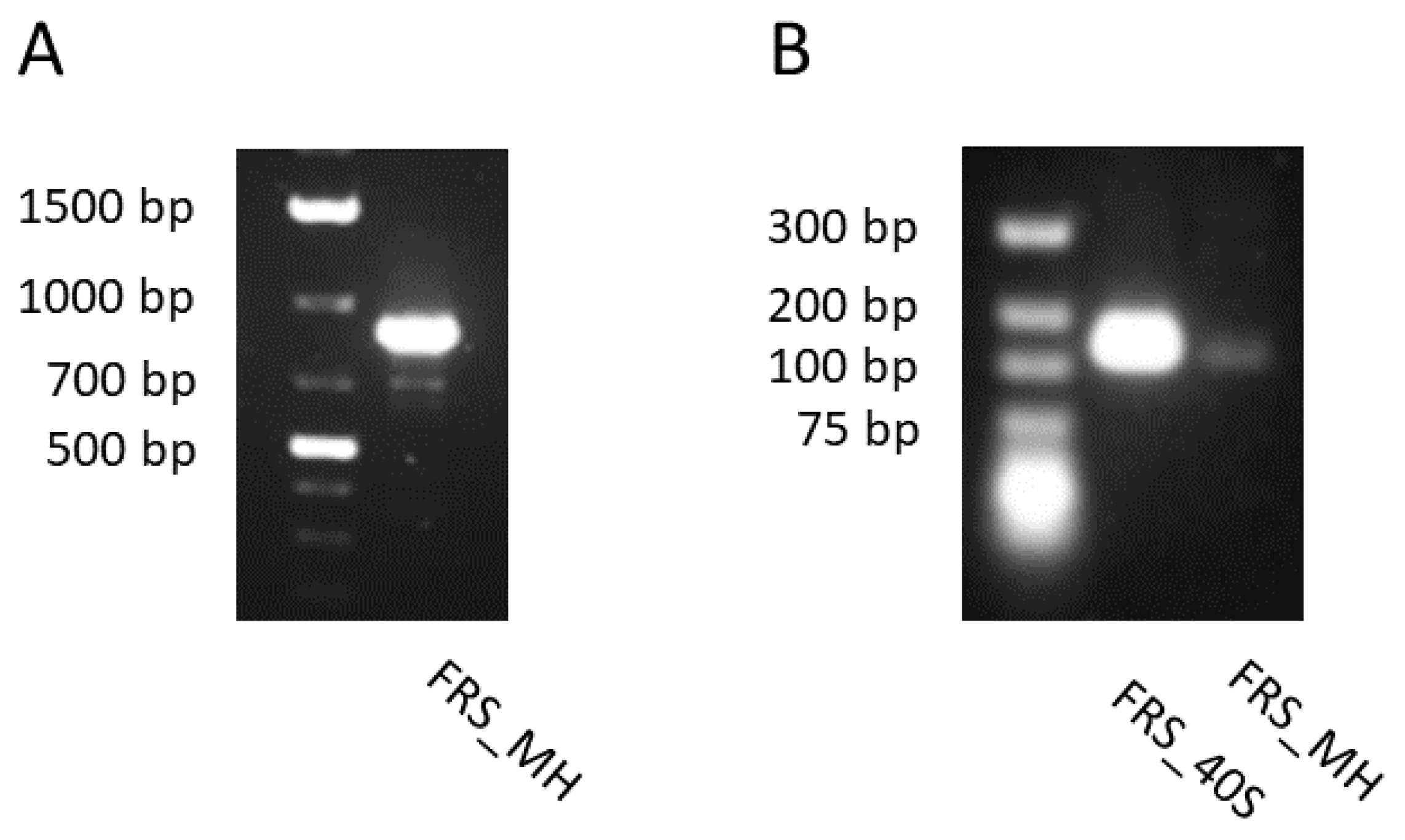 Plants 10 01493 g006