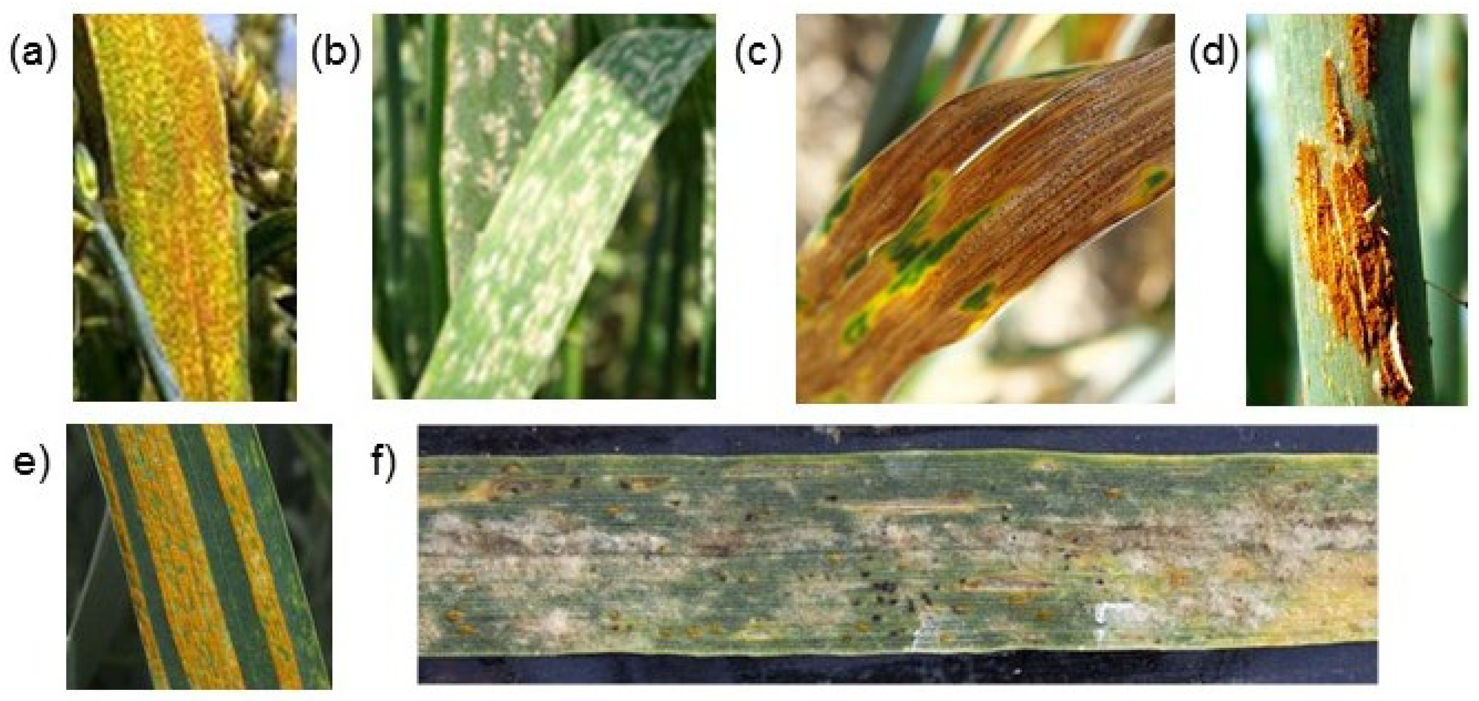 Plants 10 01500 g001 550