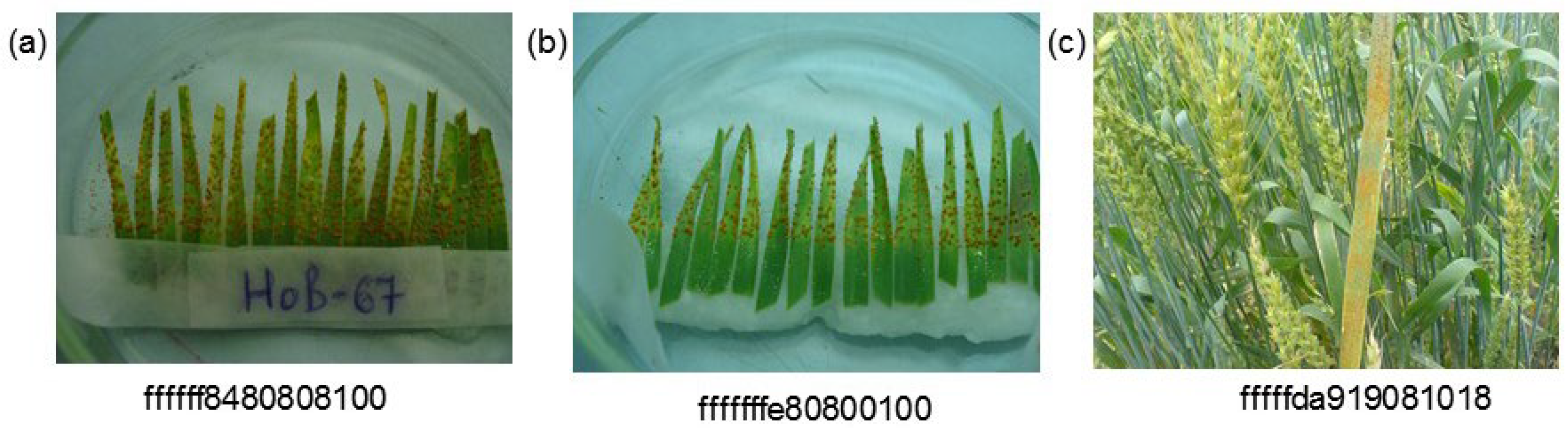 Plants 10 01500 g005 550