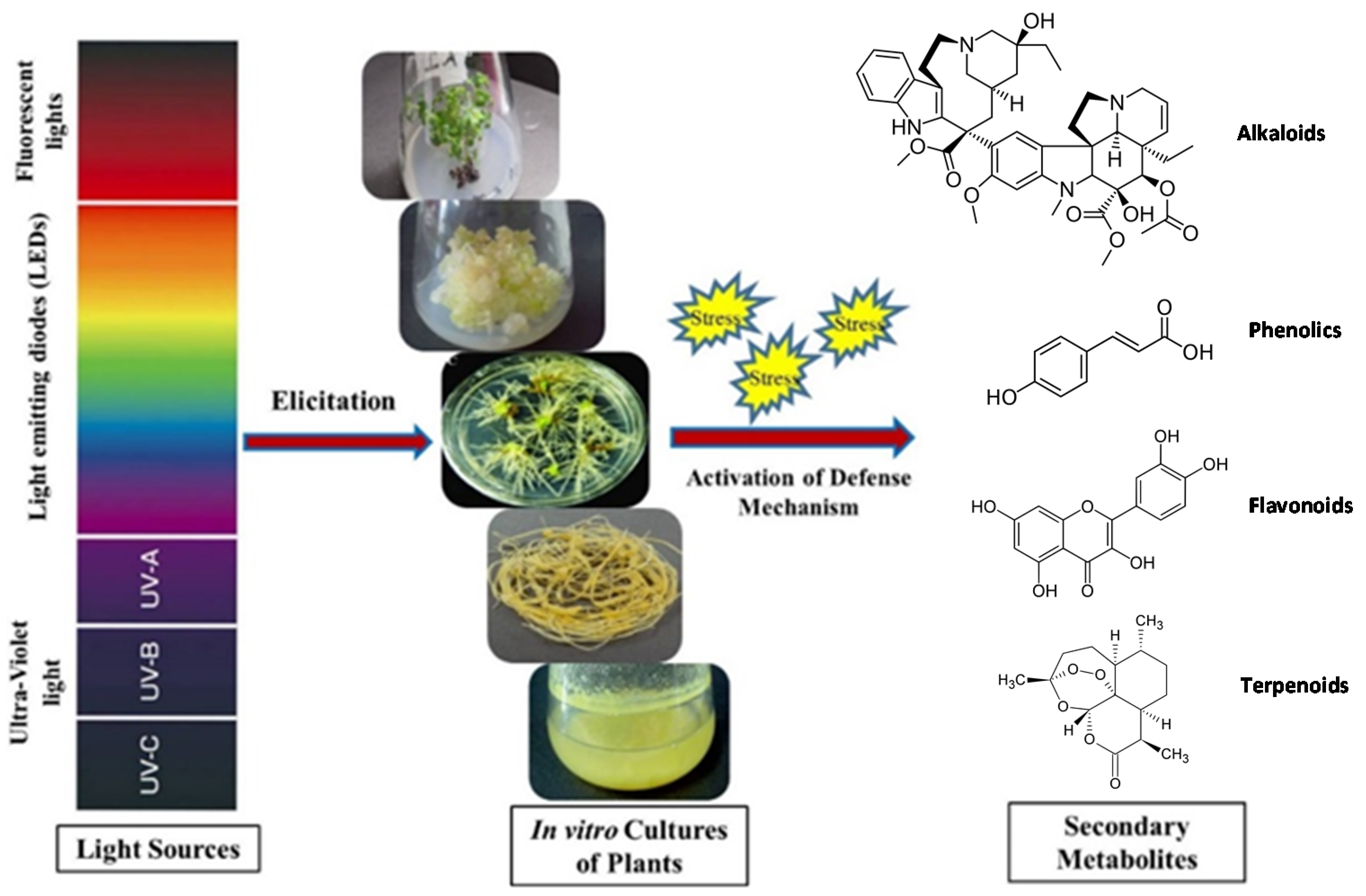 Plants 10 01521 g001