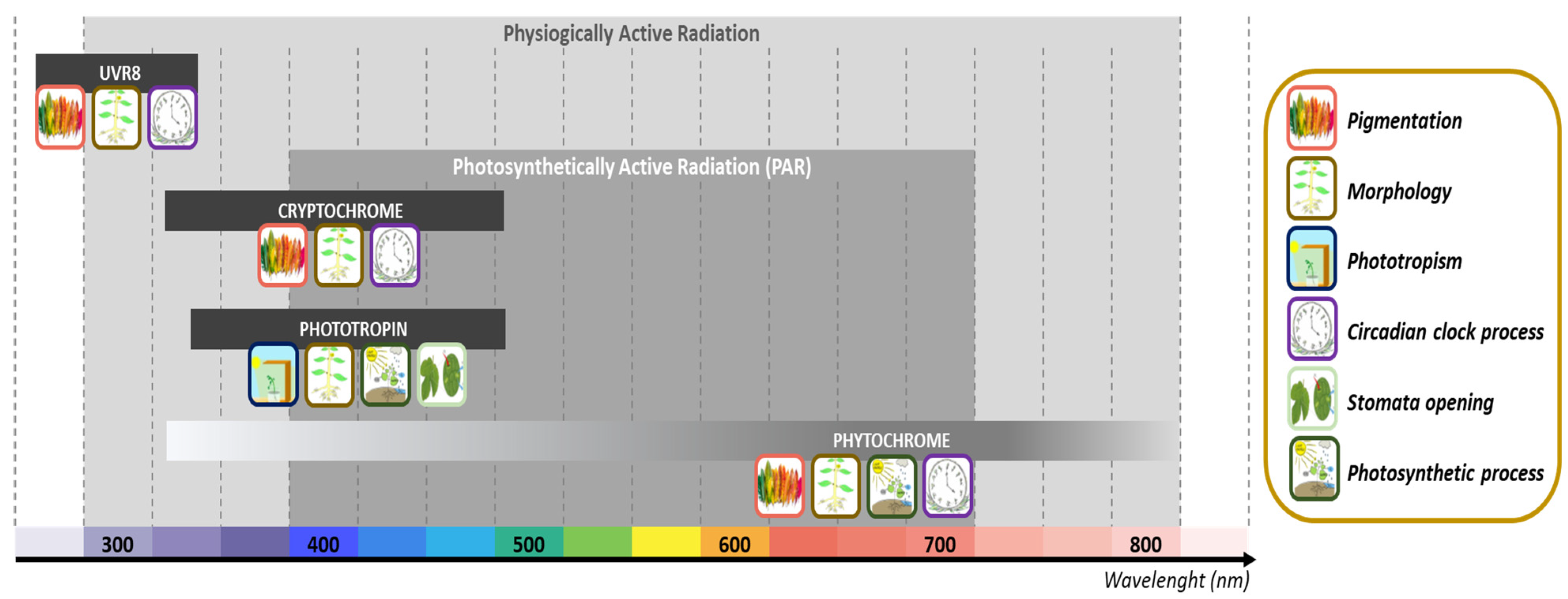 Plants 10 01521 g002