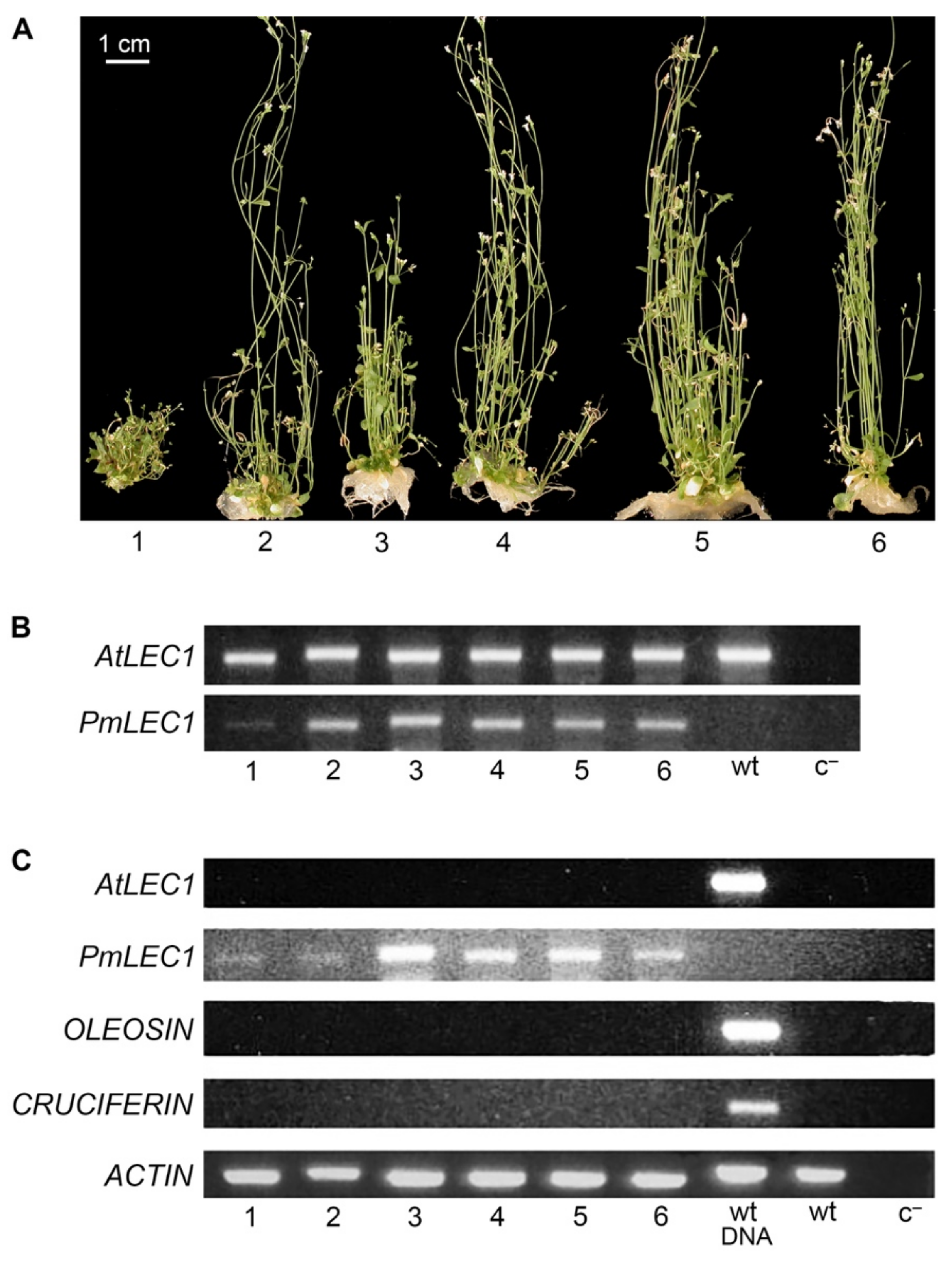 Plants 10 01526 g006