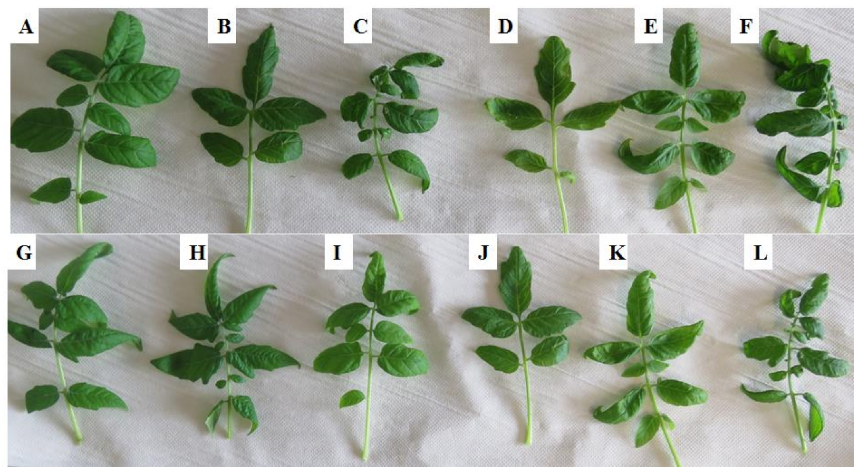 Plants 10 01530 g001