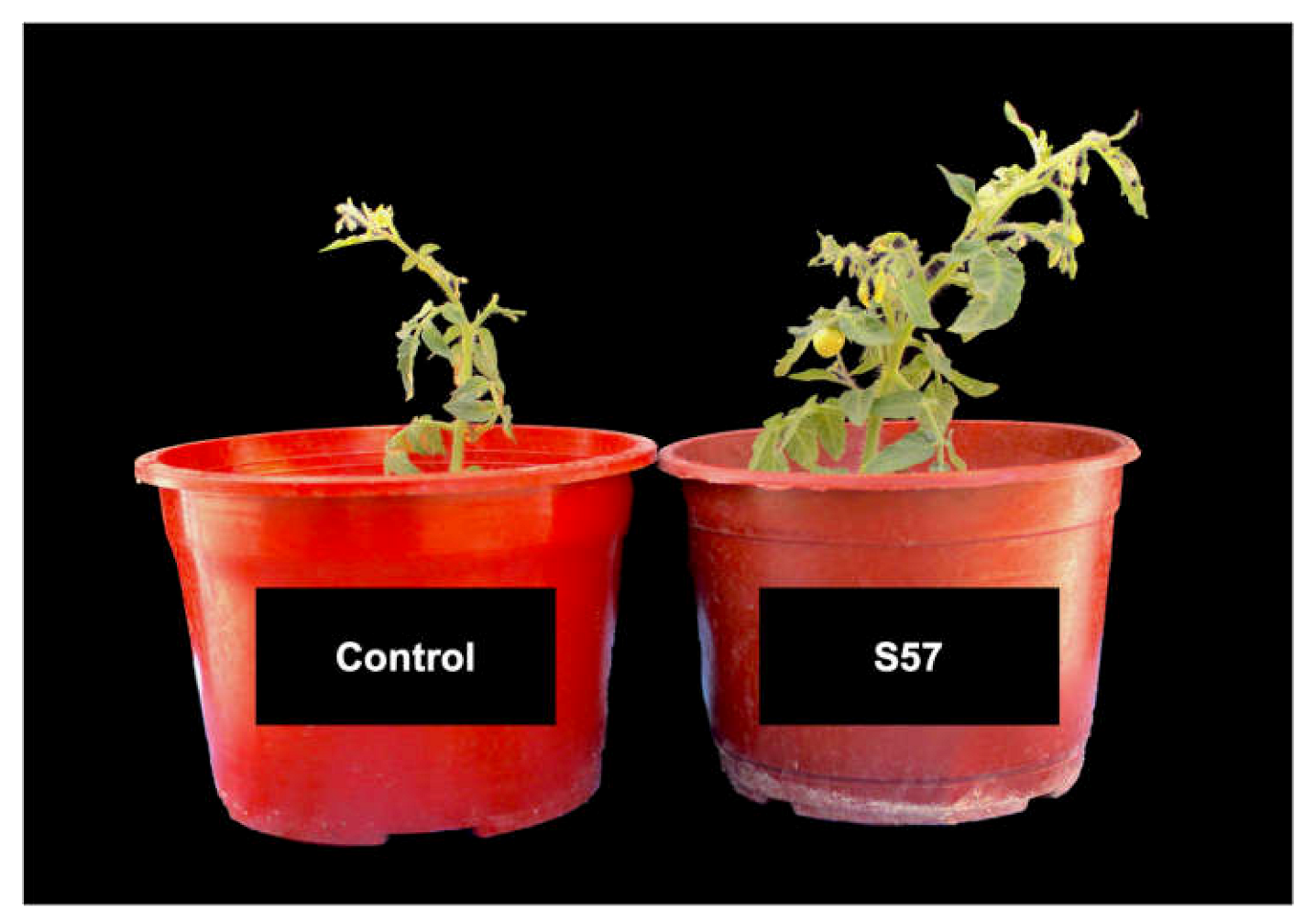 Plants 10 01531 g005 550