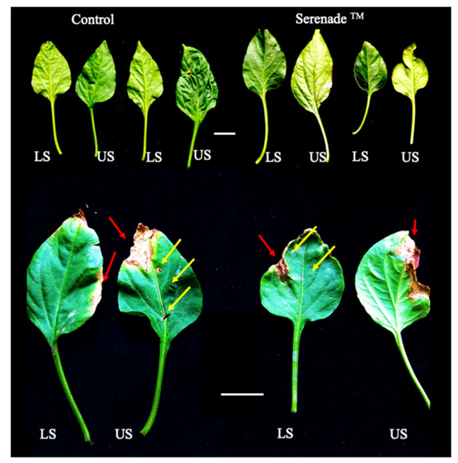 Plants 10 01531 g006 550