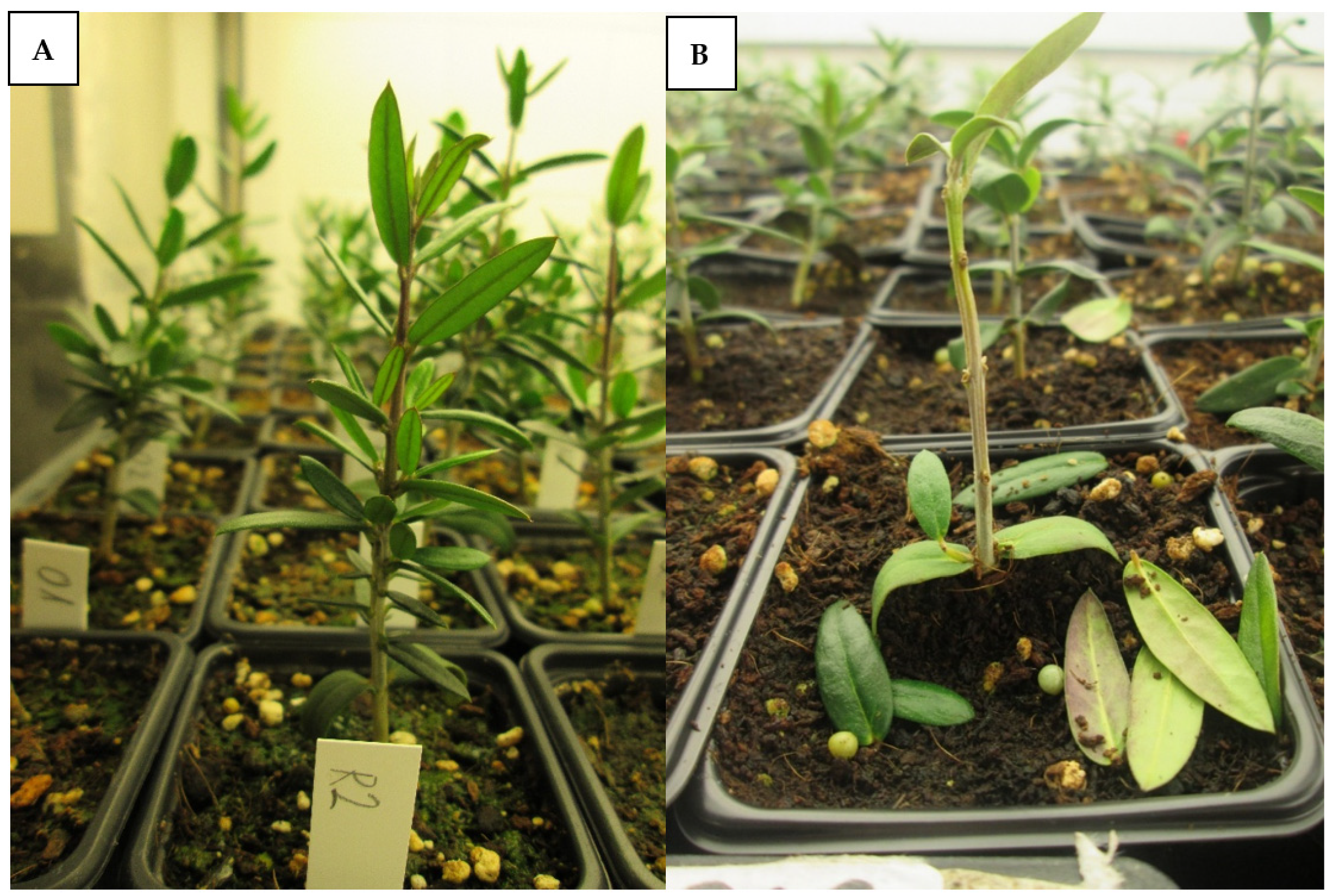 Plants 10 01534 g001