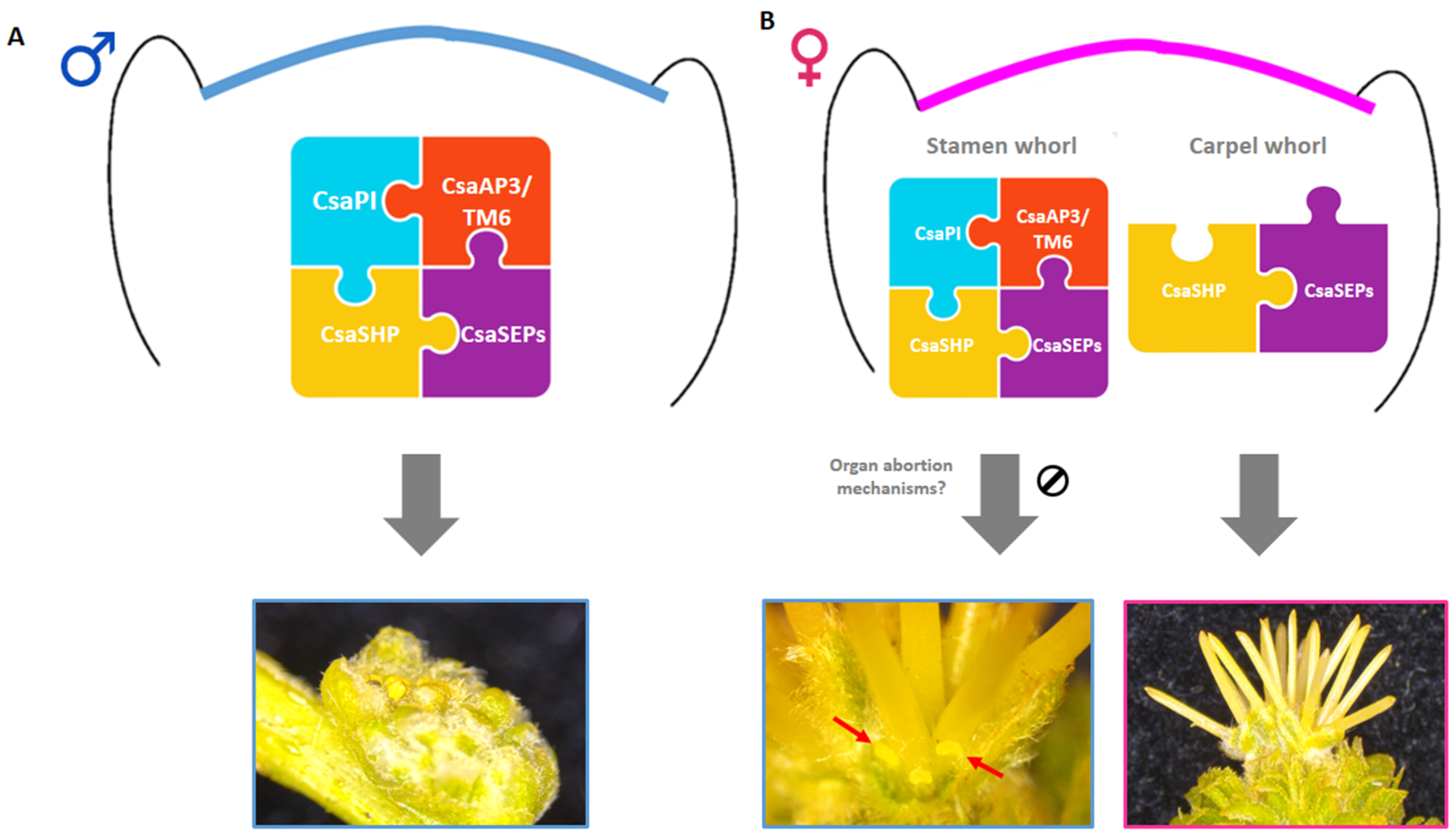 Plants Free Full Text The Dynamics Of Flower Development In Castanea Sativa Mill Html