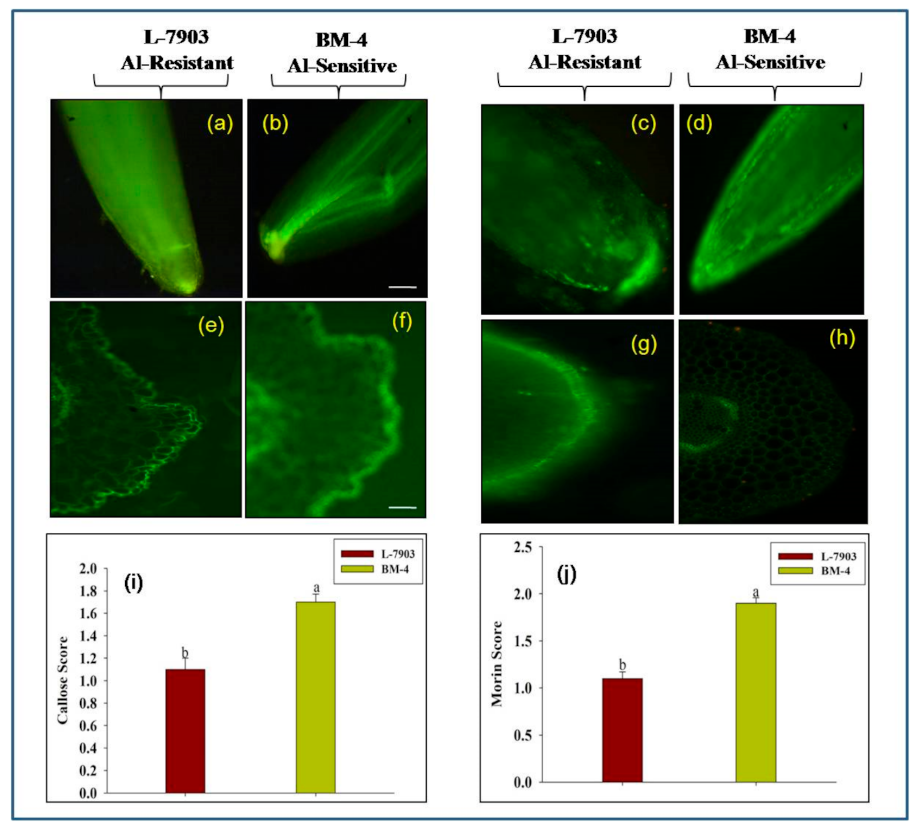 Plants 10 01541 g002