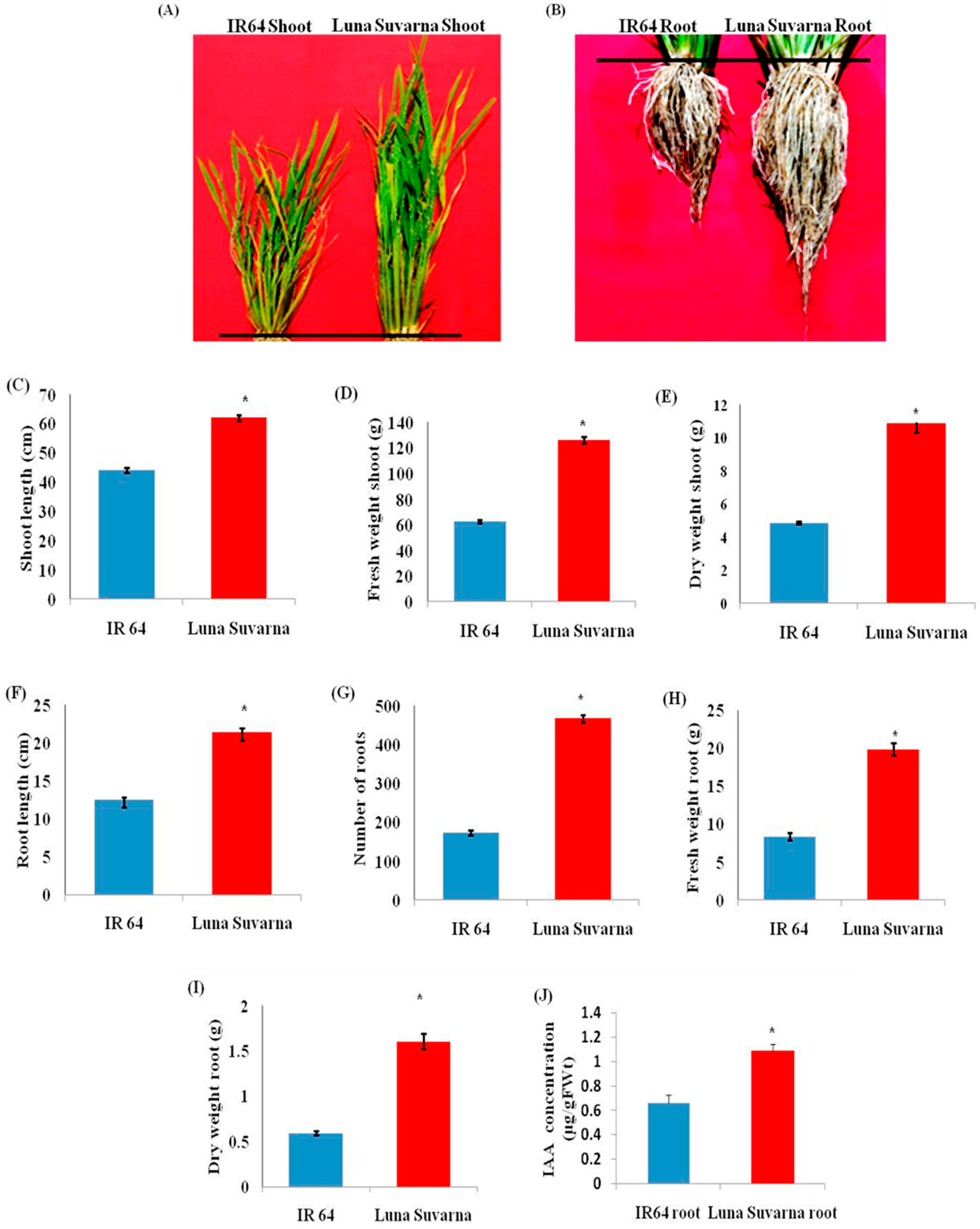 Plants 10 01544 g001 550