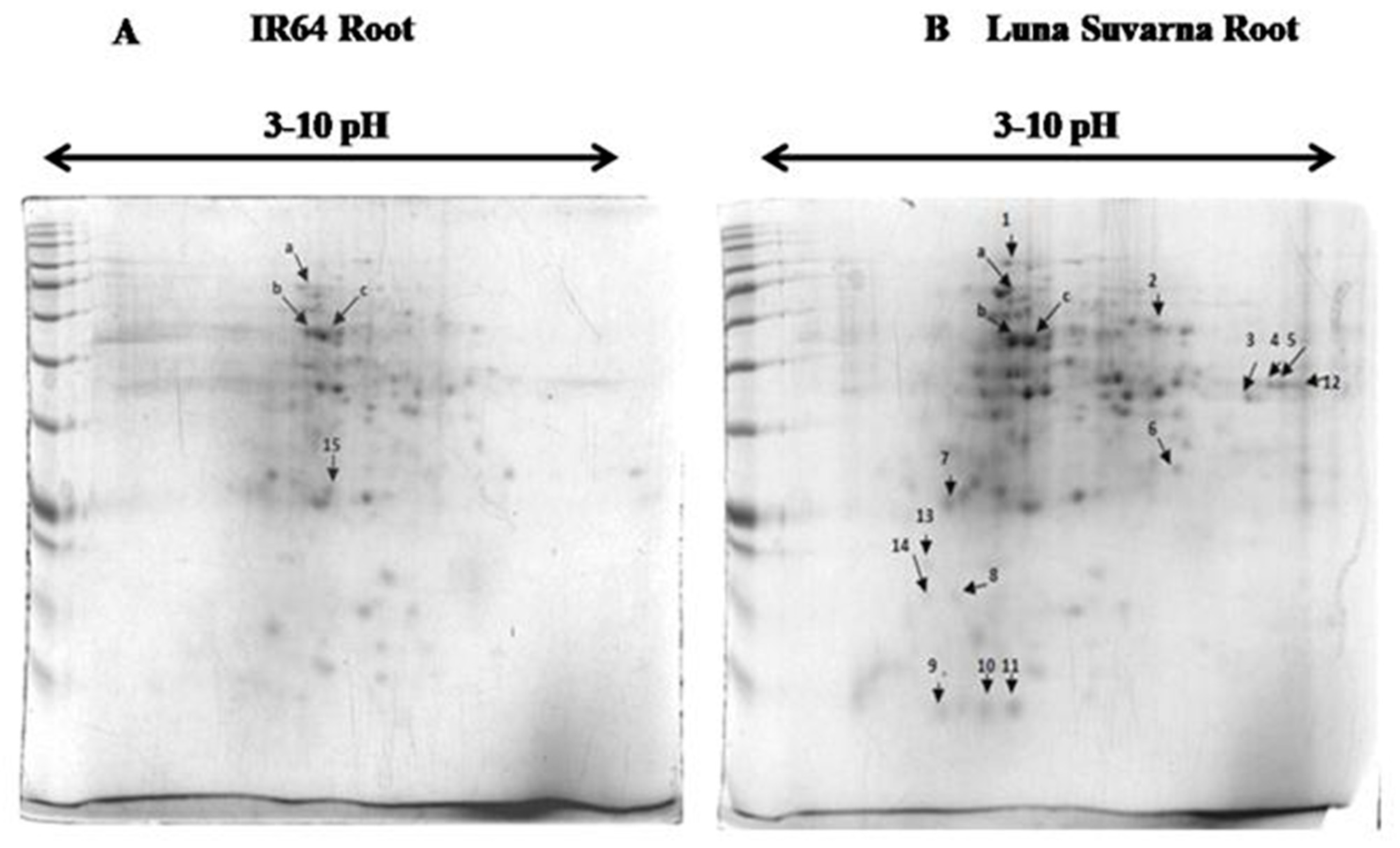 Plants 10 01544 g003 550