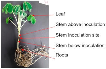 Plants 10 01548 i001