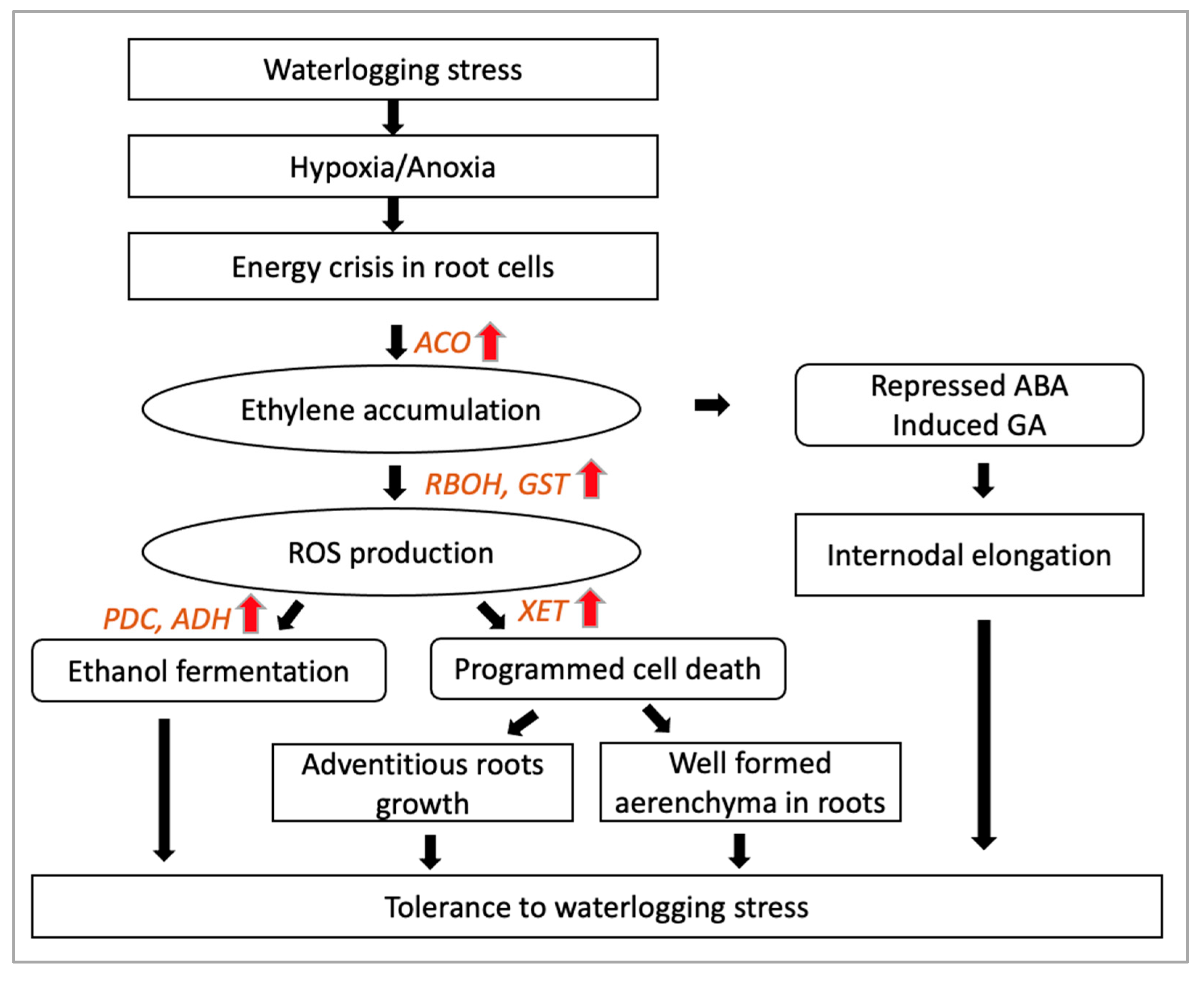 Plants 10 01560 g001
