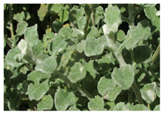 Plants 10 01566 i001 Plants 10 01566 i001