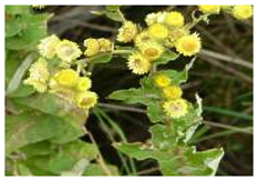 Plants 10 01566 i003 Plants 10 01566 i003