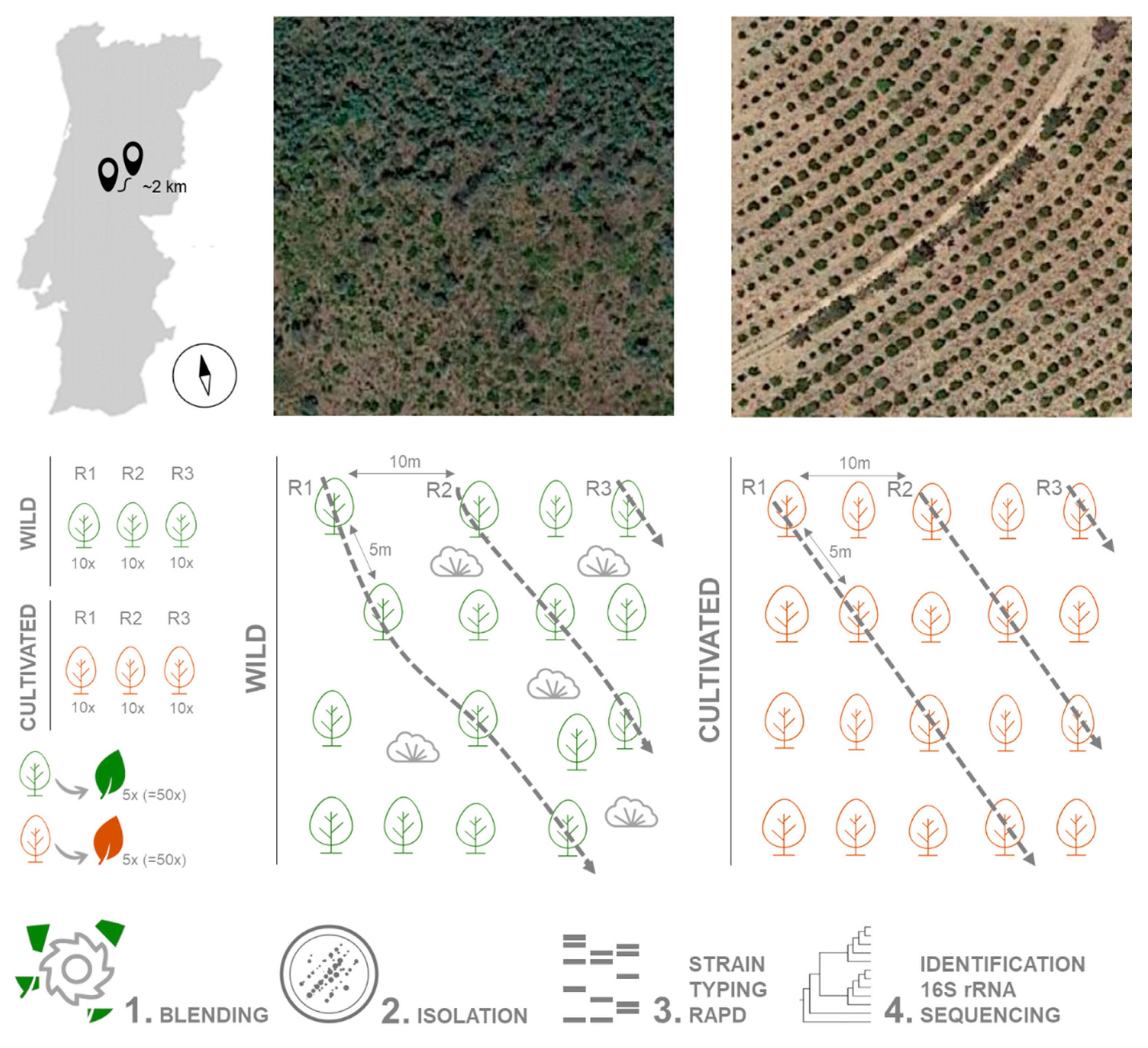 Plants 10 01569 g006