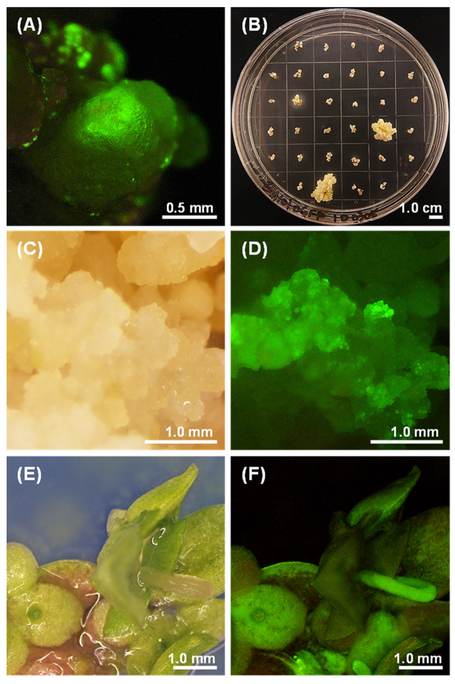 Plants 10 01576 g003 550