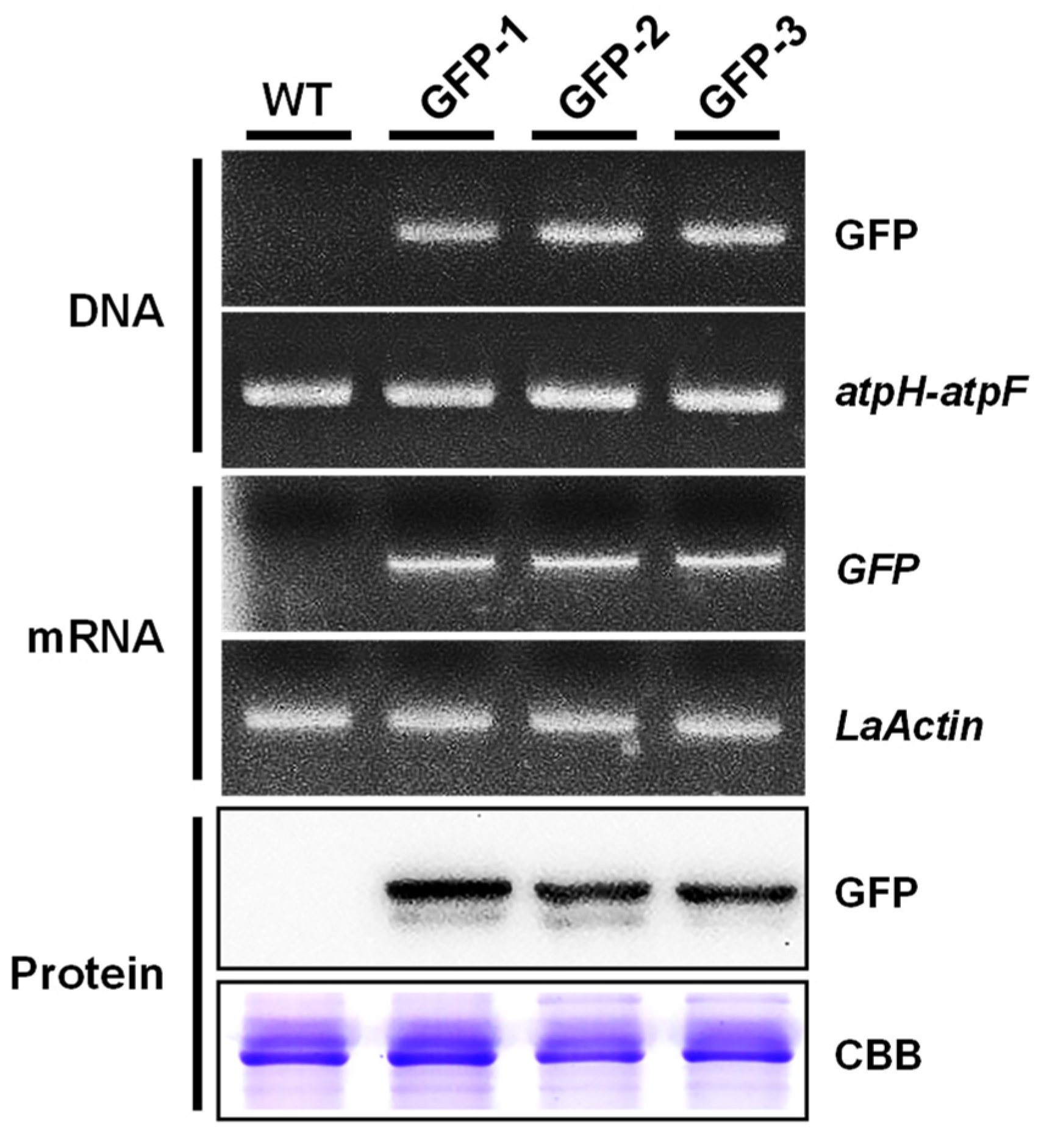 Plants 10 01576 g004 550