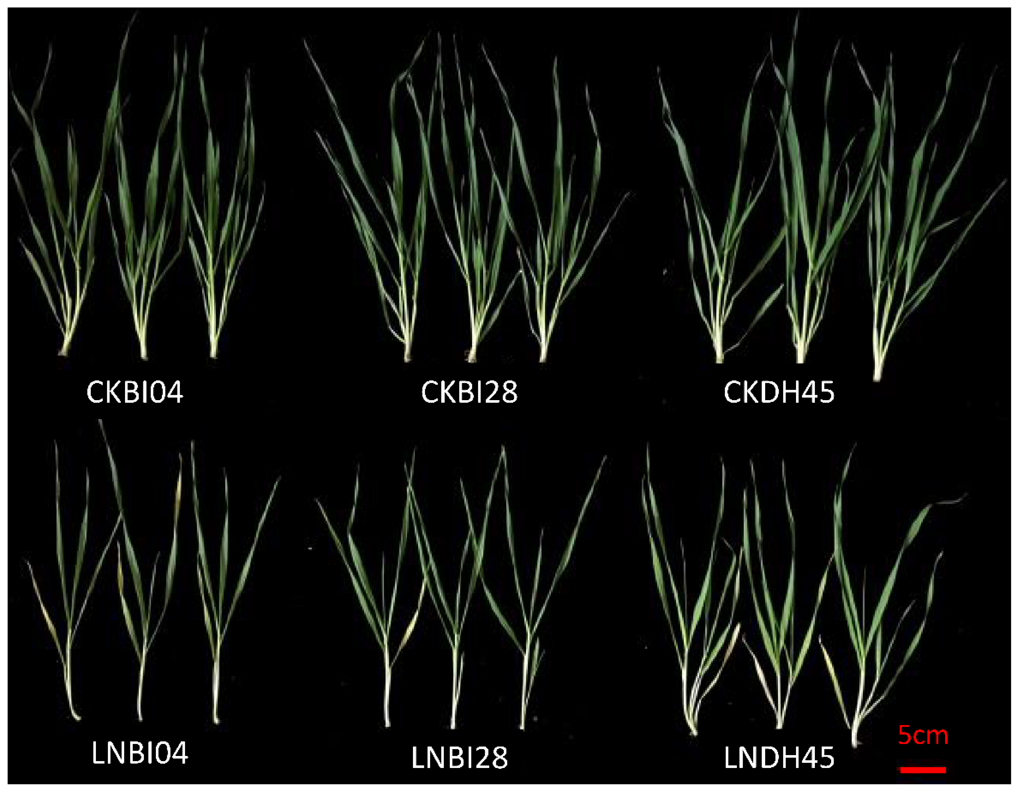 Plants 10 01588 g004