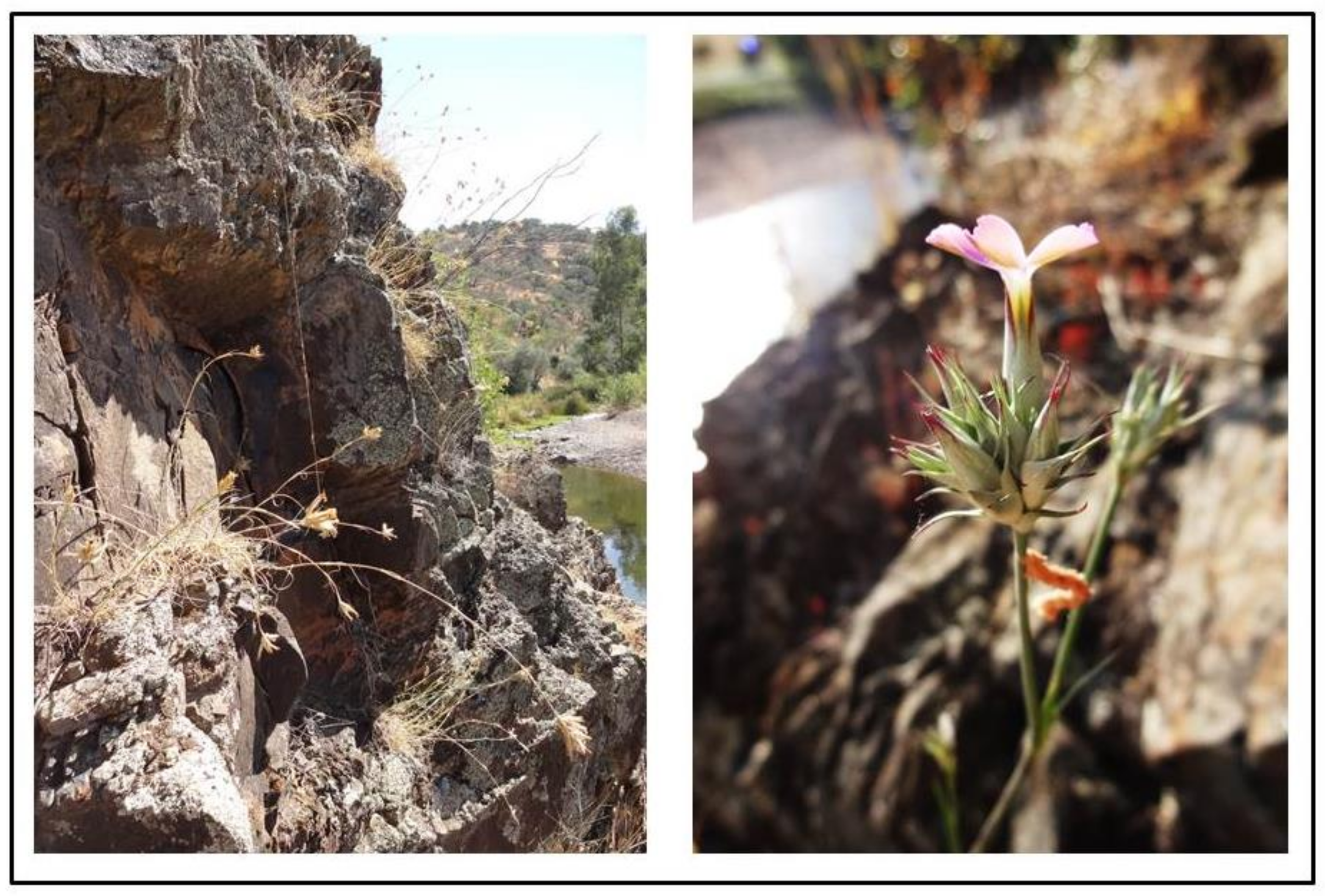 Plants 10 01590 g003