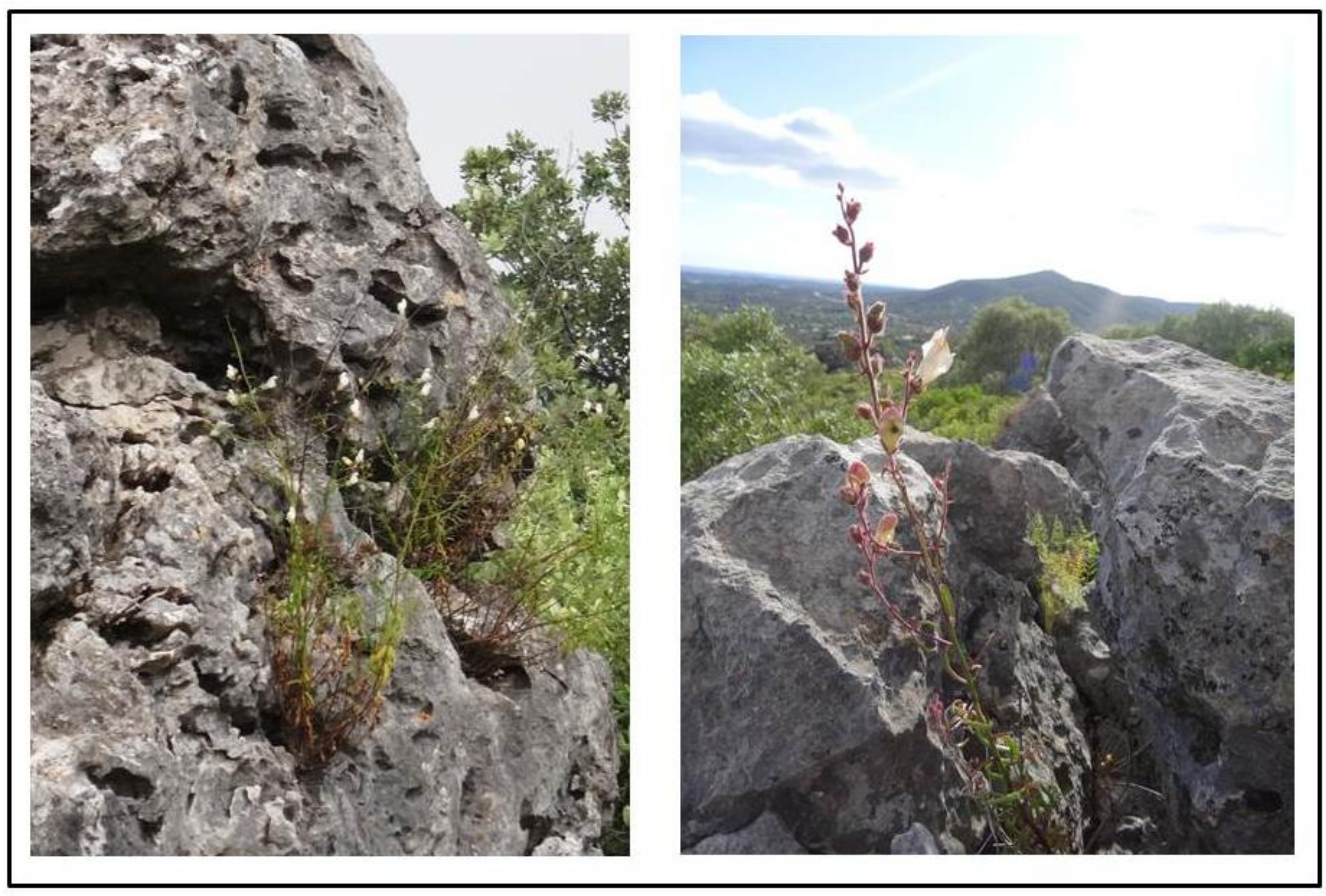 Plants 10 01590 g004