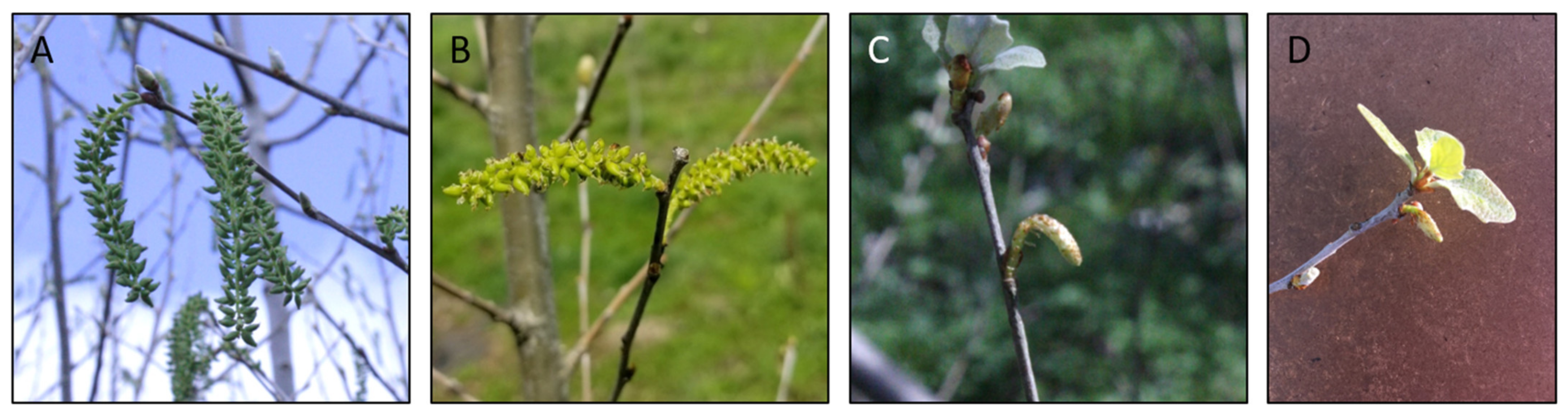 Plants 10 01594 g003 550