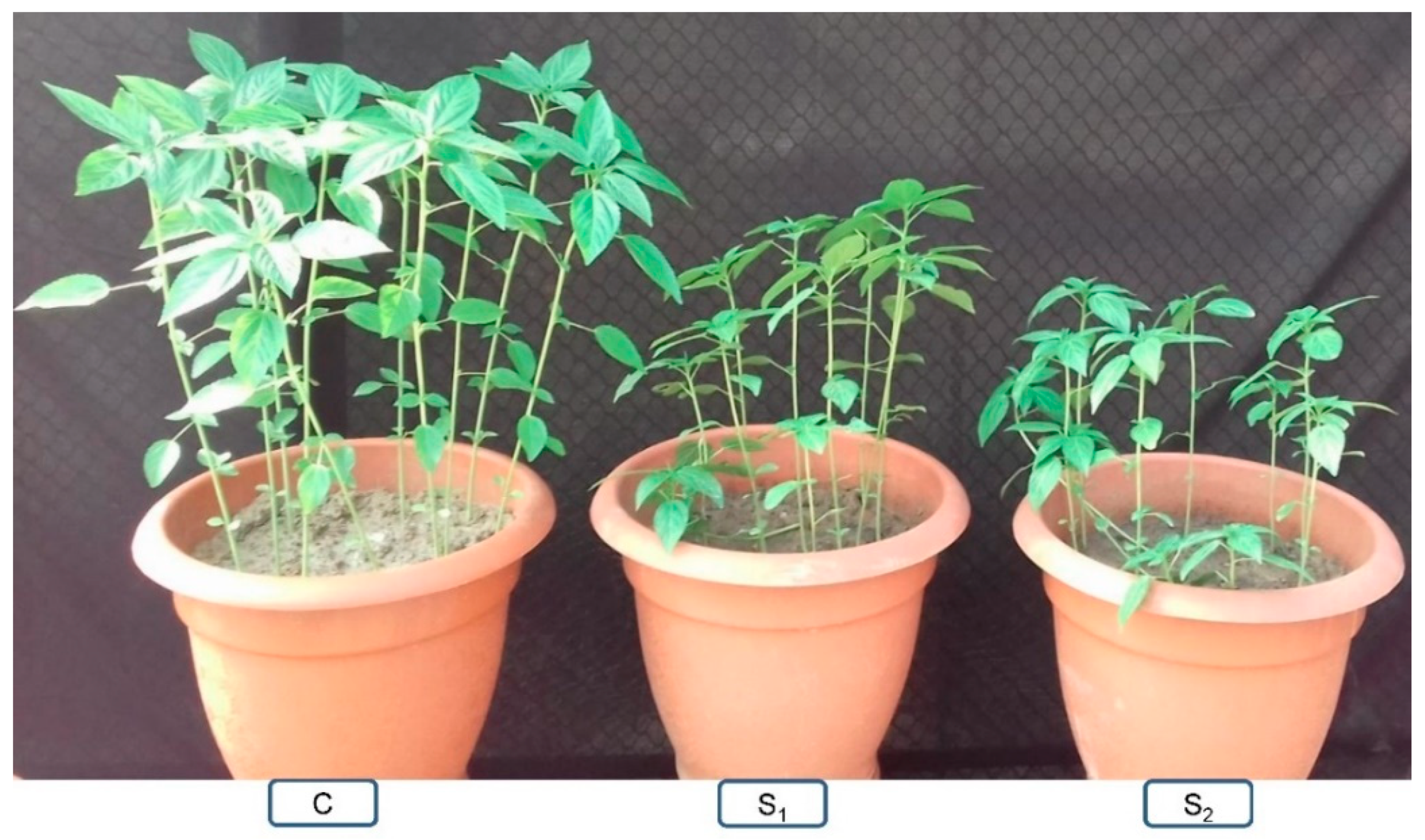 Plants 10 01595 g001 Plants 10 01595 g001