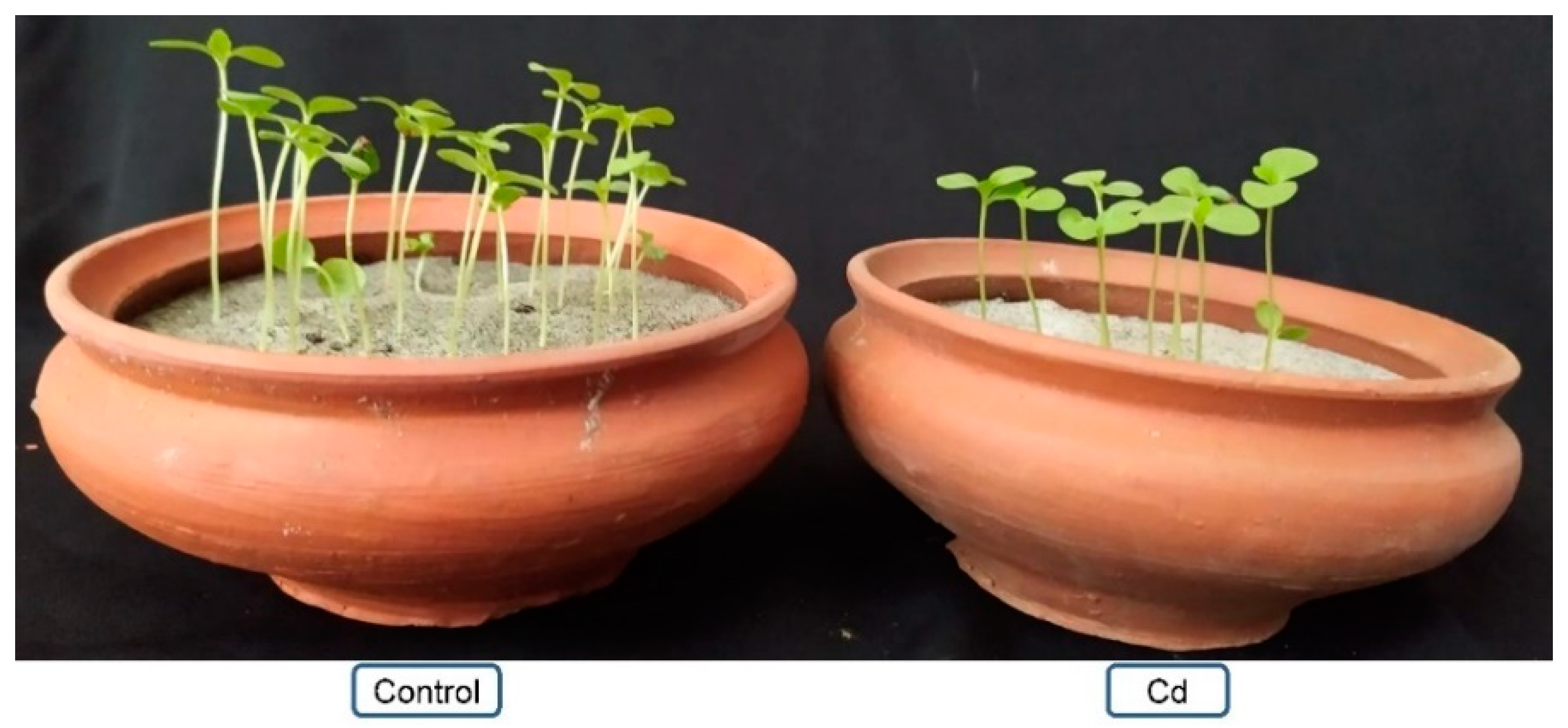 Plants 10 01595 g002 Plants 10 01595 g002