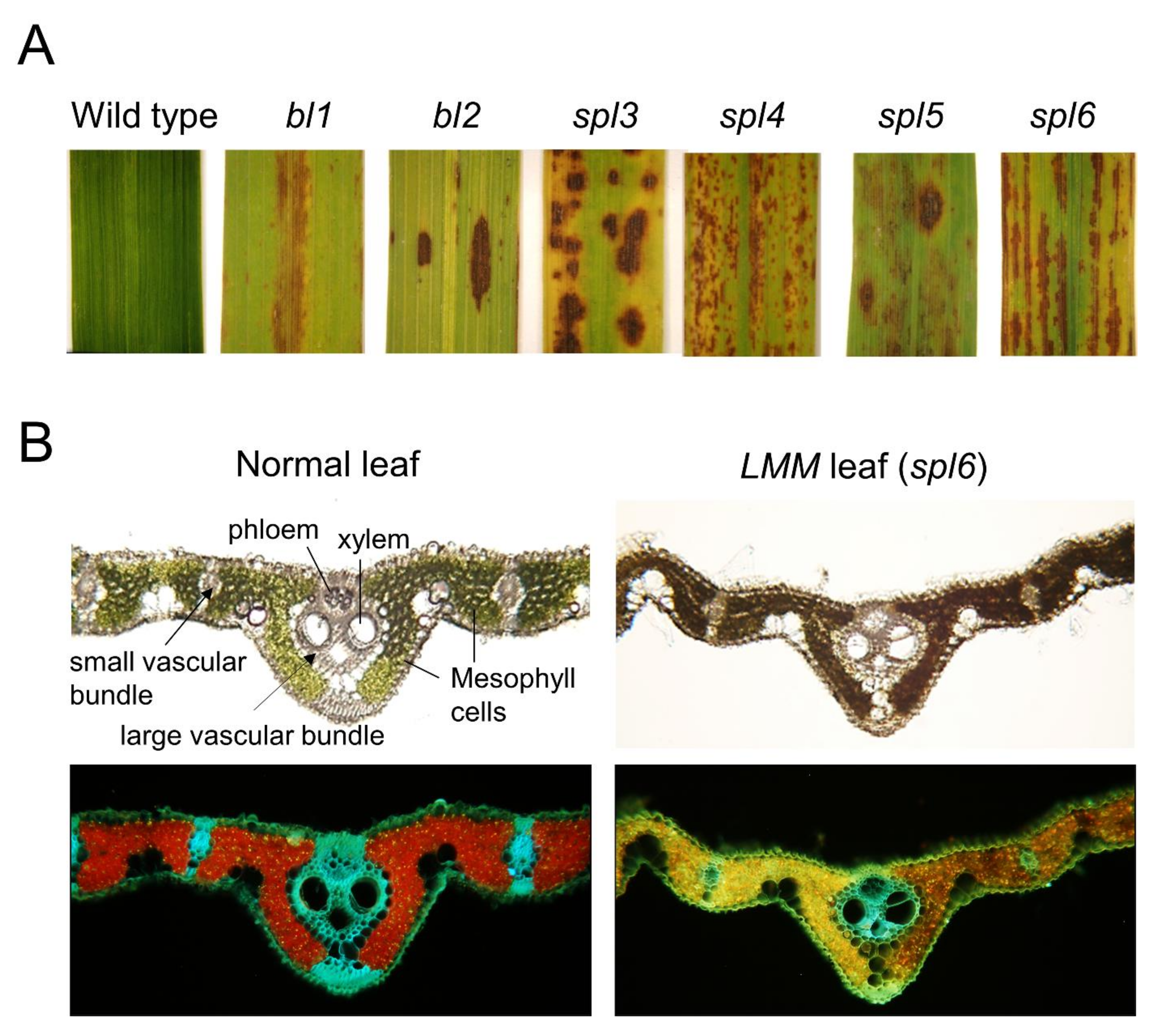 Plants 10 01598 g001 Plants 10 01598 g001