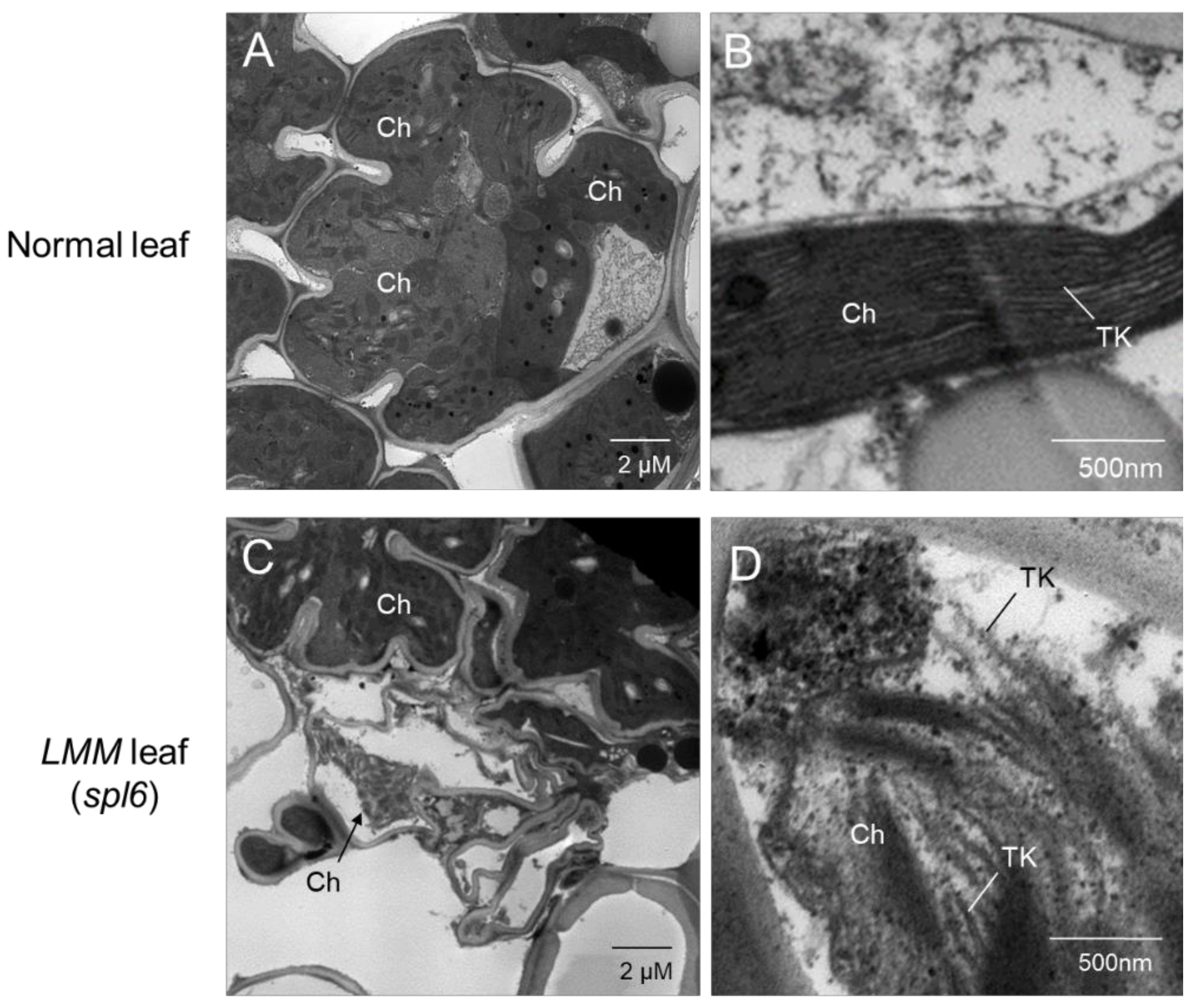 Plants 10 01598 g002 Plants 10 01598 g002